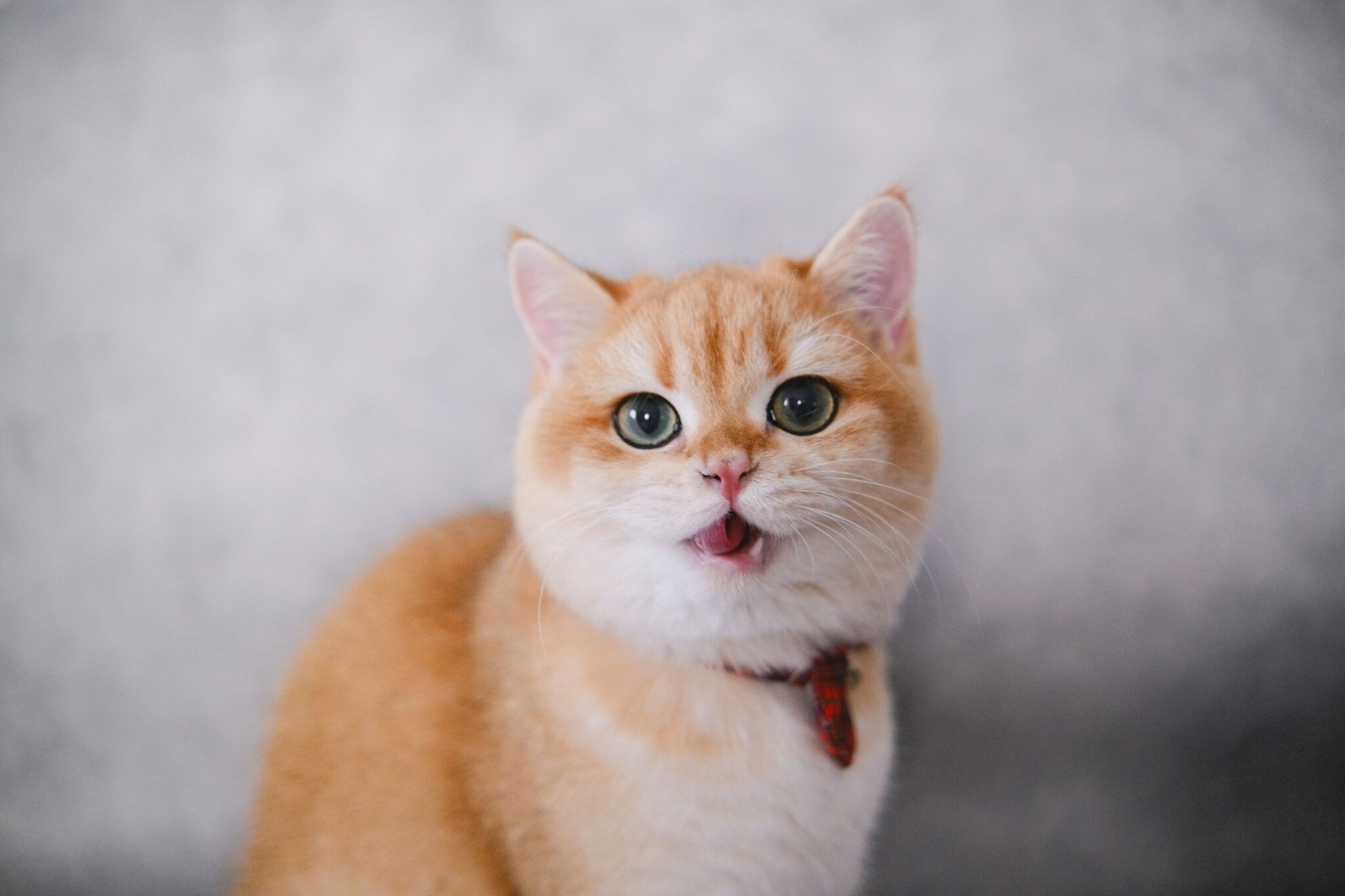 13 Things Cats Do When They Really Miss You