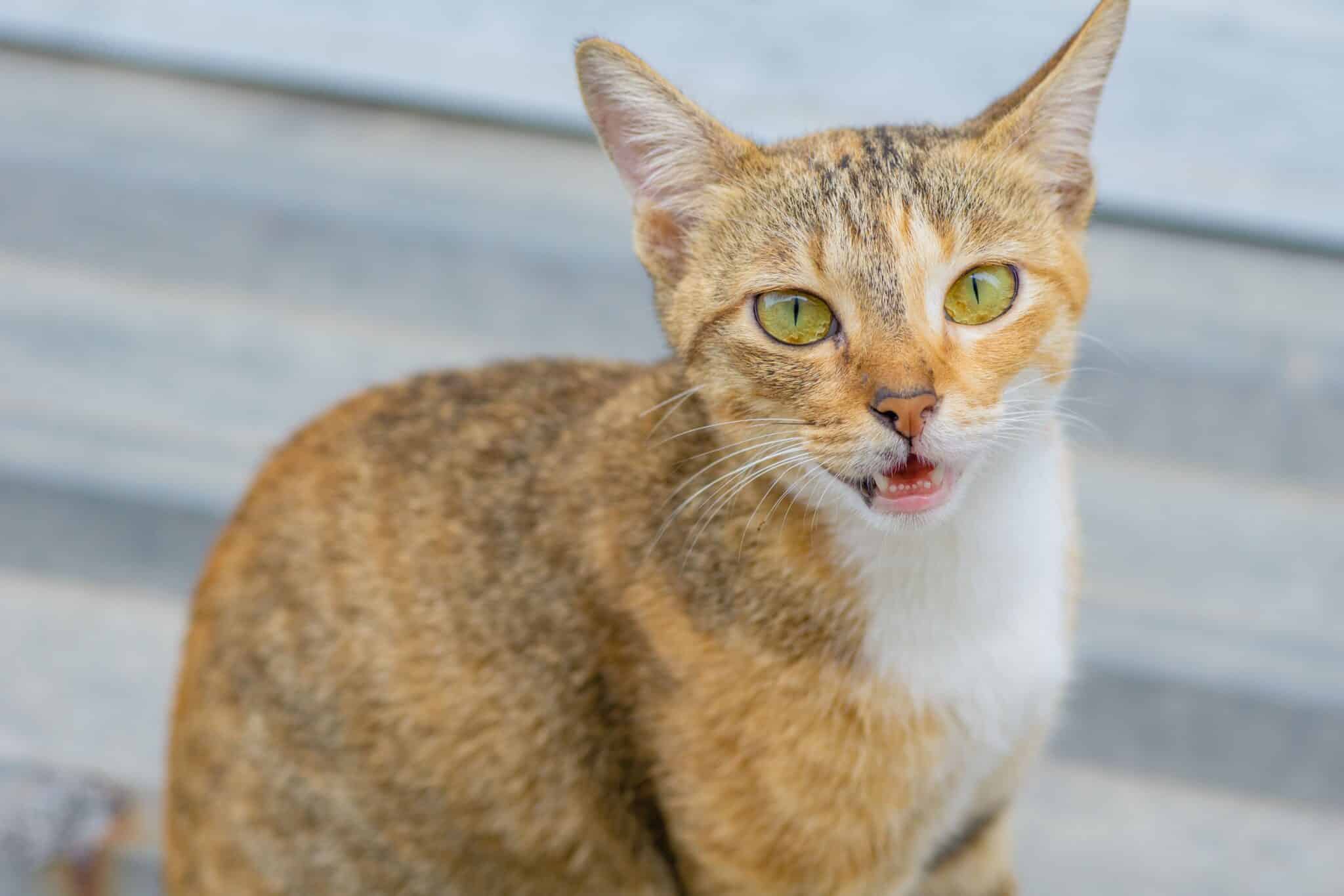 A tabby cat looking attentively toward its owner while they speak nearby.