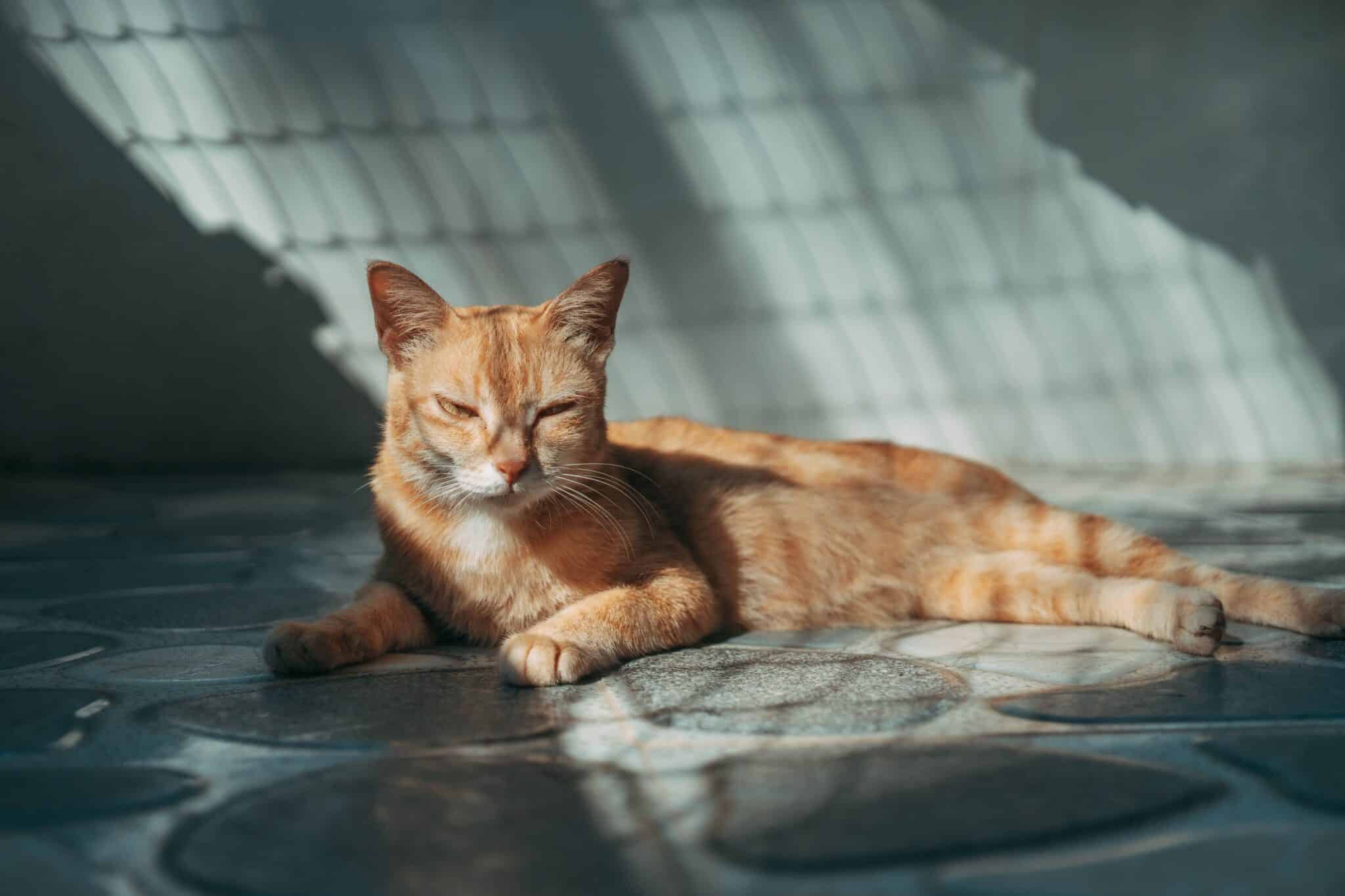 An orange cat stretched out in a bright patch of afternoon sunlight on the floor.