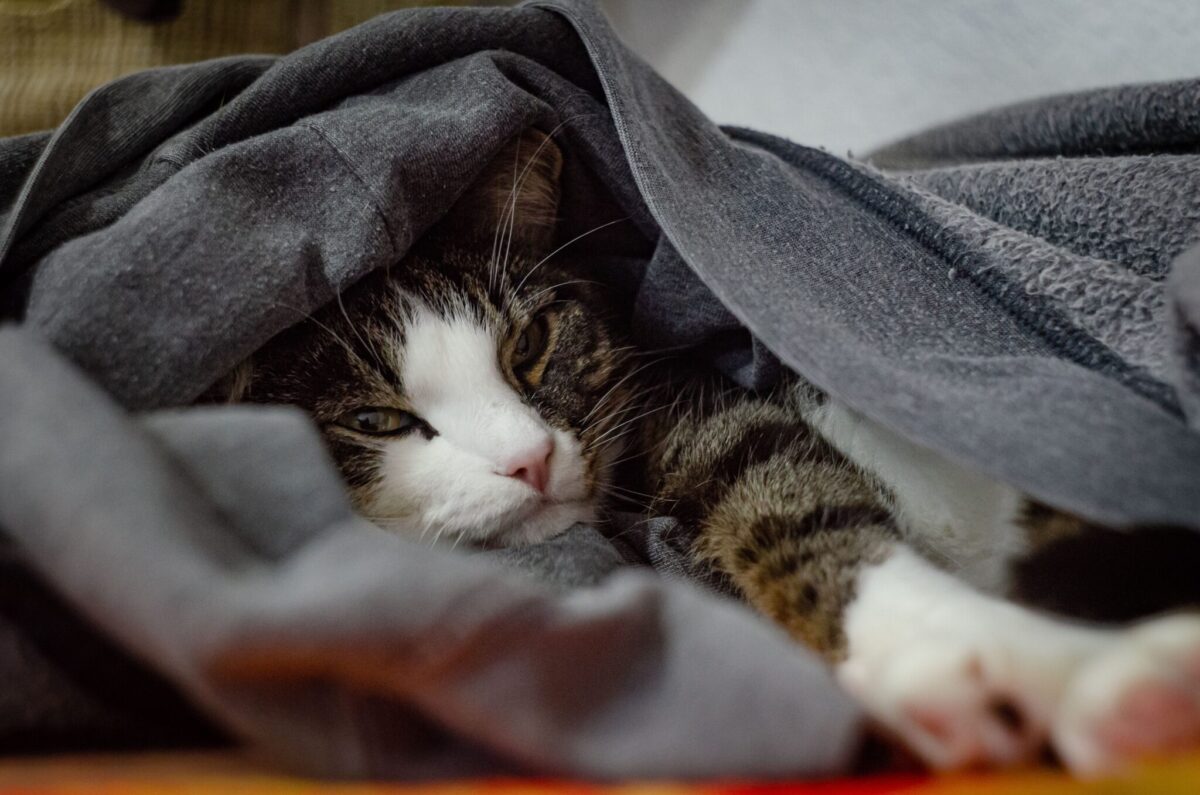 A cat sniffing a jacket recently brought home by their person.