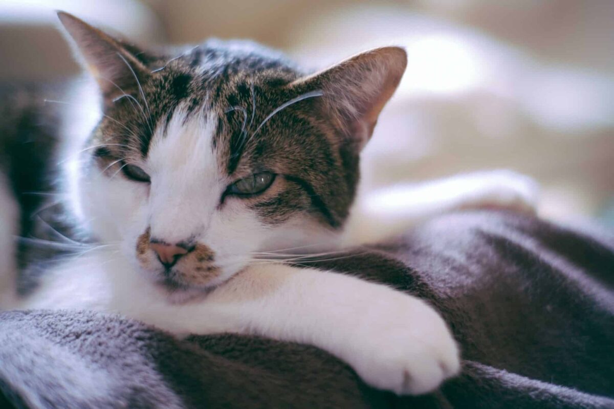 A relaxed tortoiseshell cat resting on a blanket with partially closed eyes.