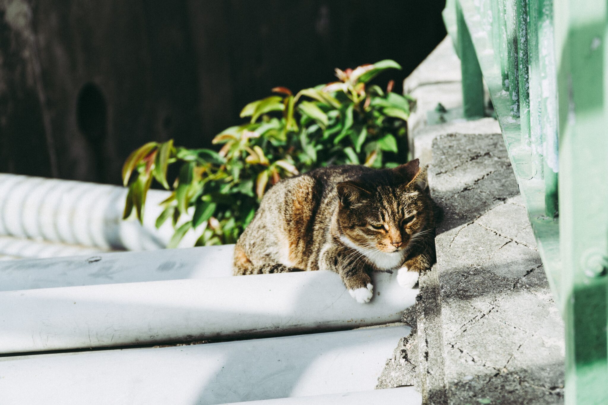 A tabby cat lying in a sunny spot on a soft indoor rug.