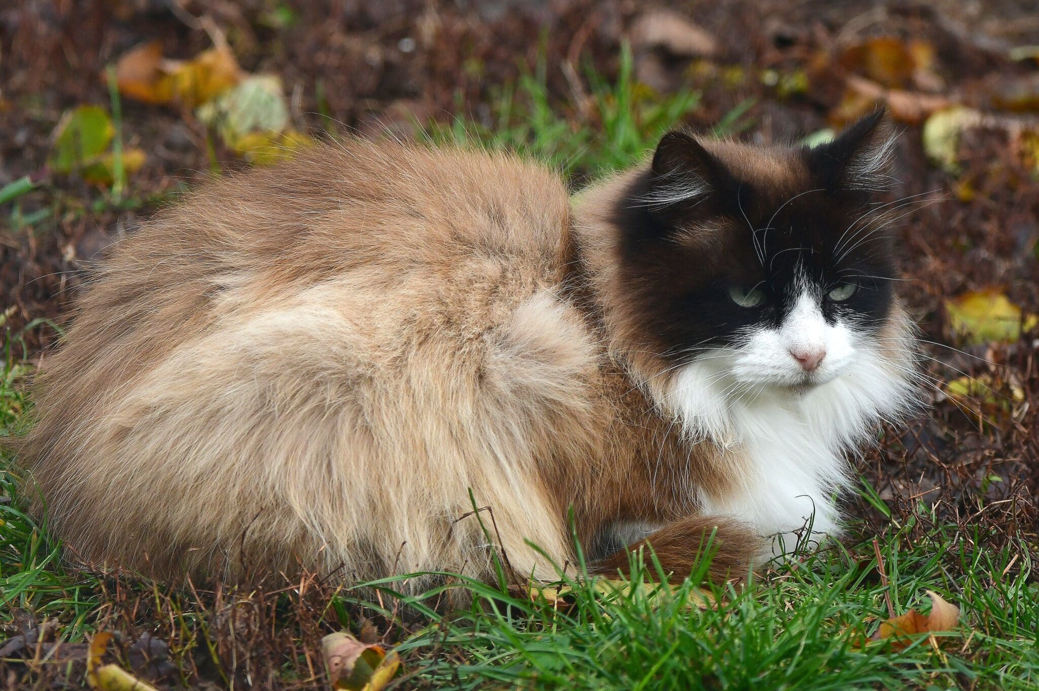 Ragdoll cat relaxing peacefully with a gentle expression and irresistibly cuddly charm.