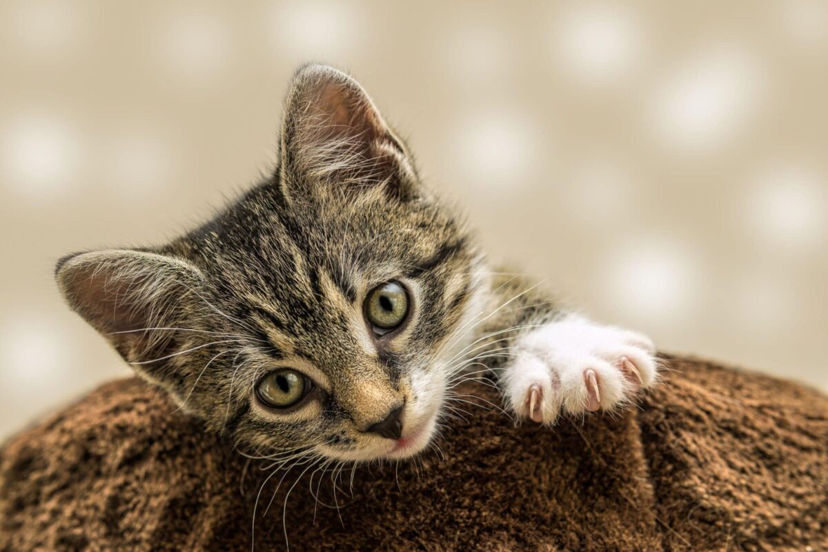 A tabby cat kneading a fluffy fleece blanket with their front paws.