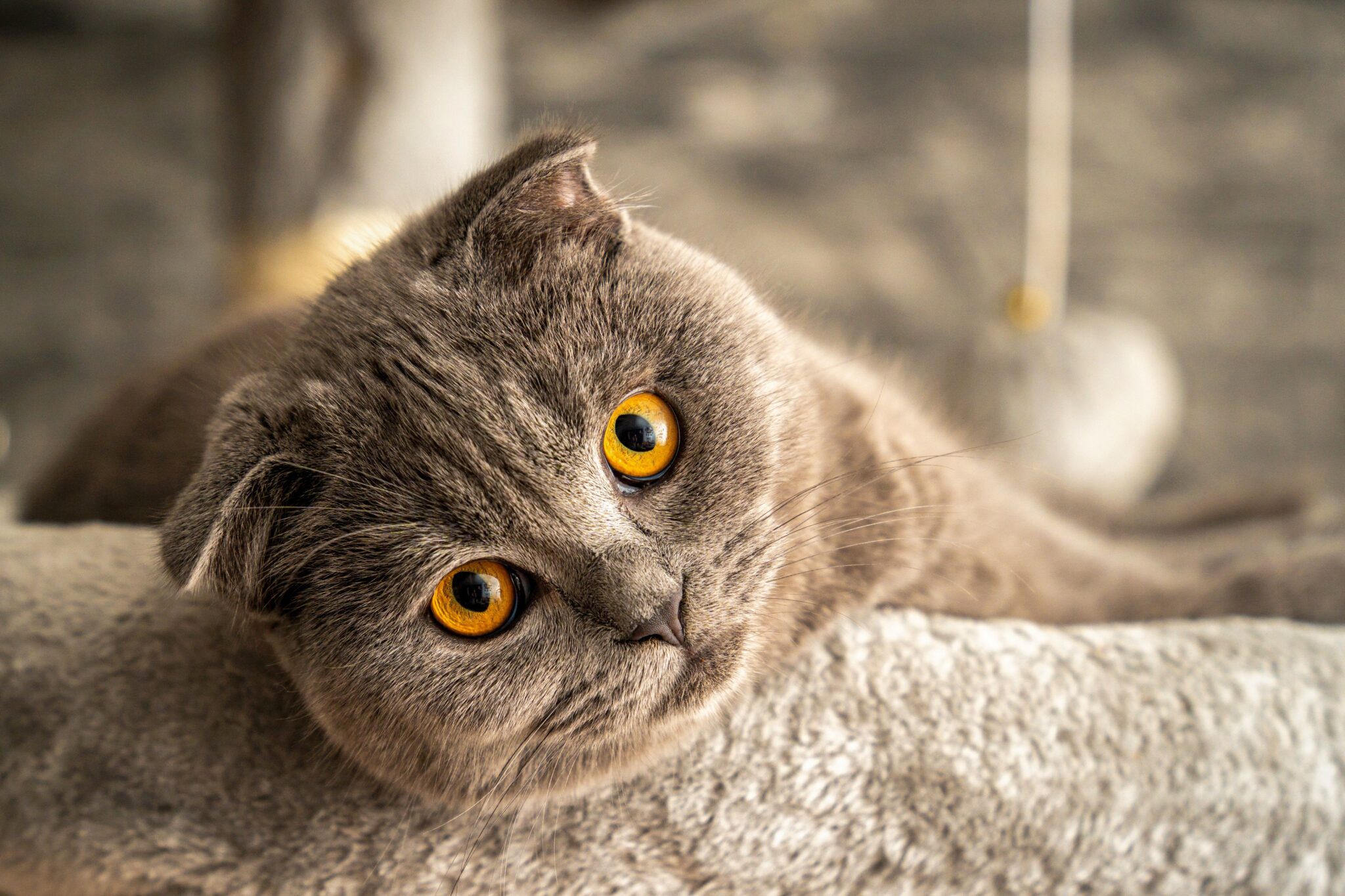 Scottish Fold cat with a rounded face and a peaceful, endearing expression.