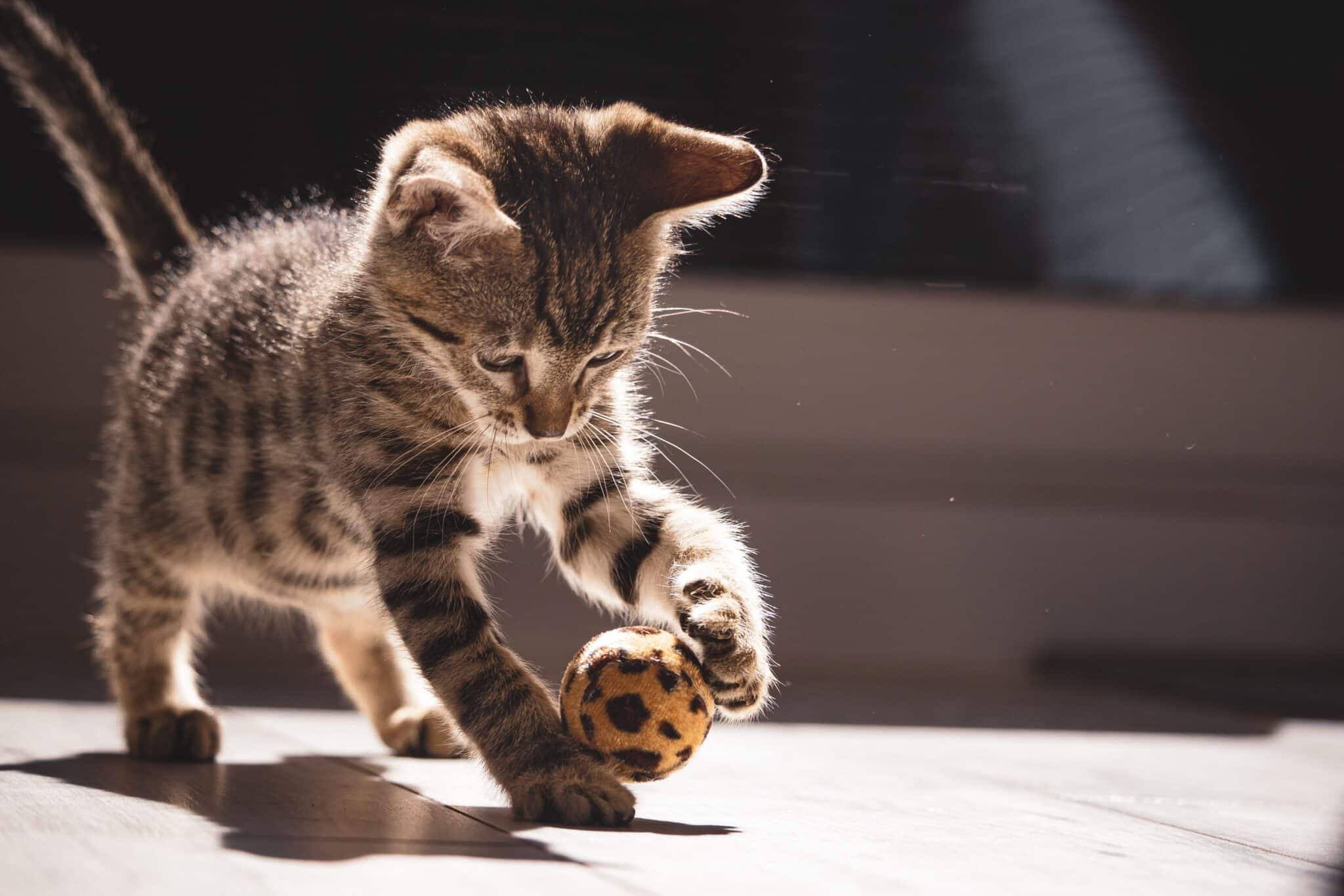 A playful tuxedo cat carrying a small fabric mouse toward their person sitting on the floor.