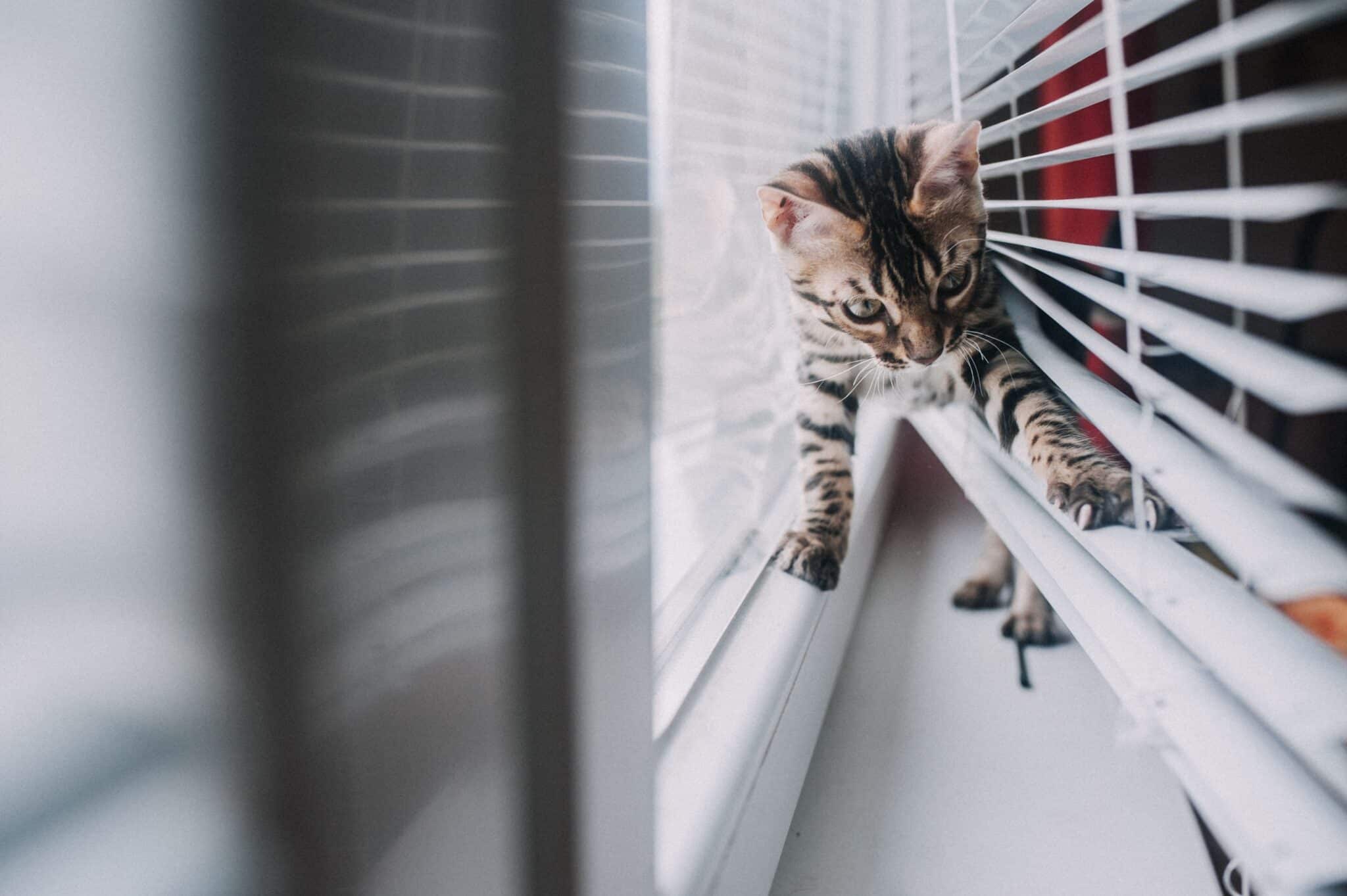 A Bengal Cat stretching toward a dangling toy with bright eyes and an alert, playful posture.
