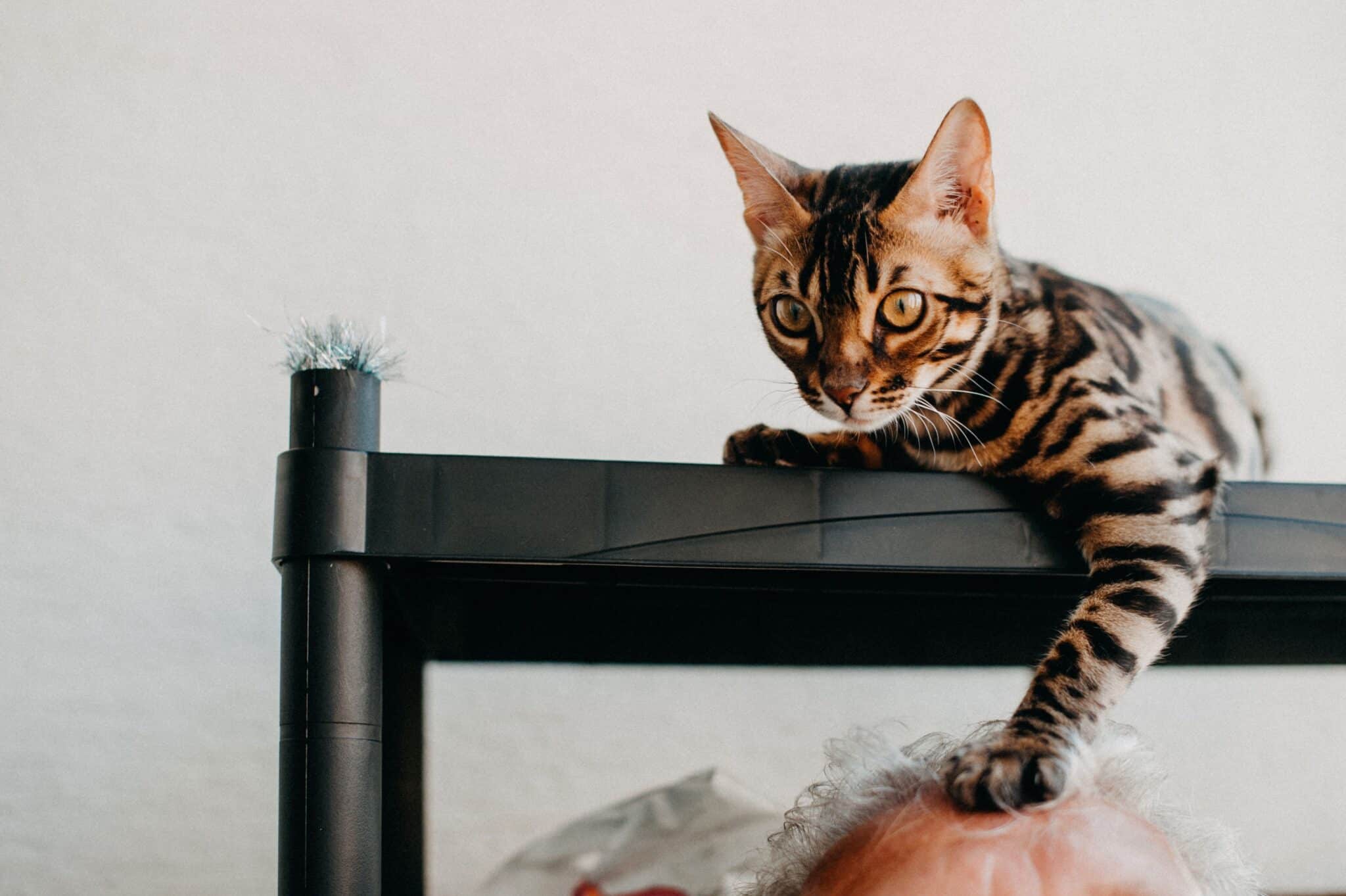 11 Reasons Your Cat Likes To Sit Above Everyone
