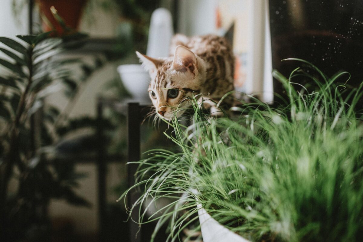 A Bengal Cat leaping toward a feather toy with an alert, energetic expression.