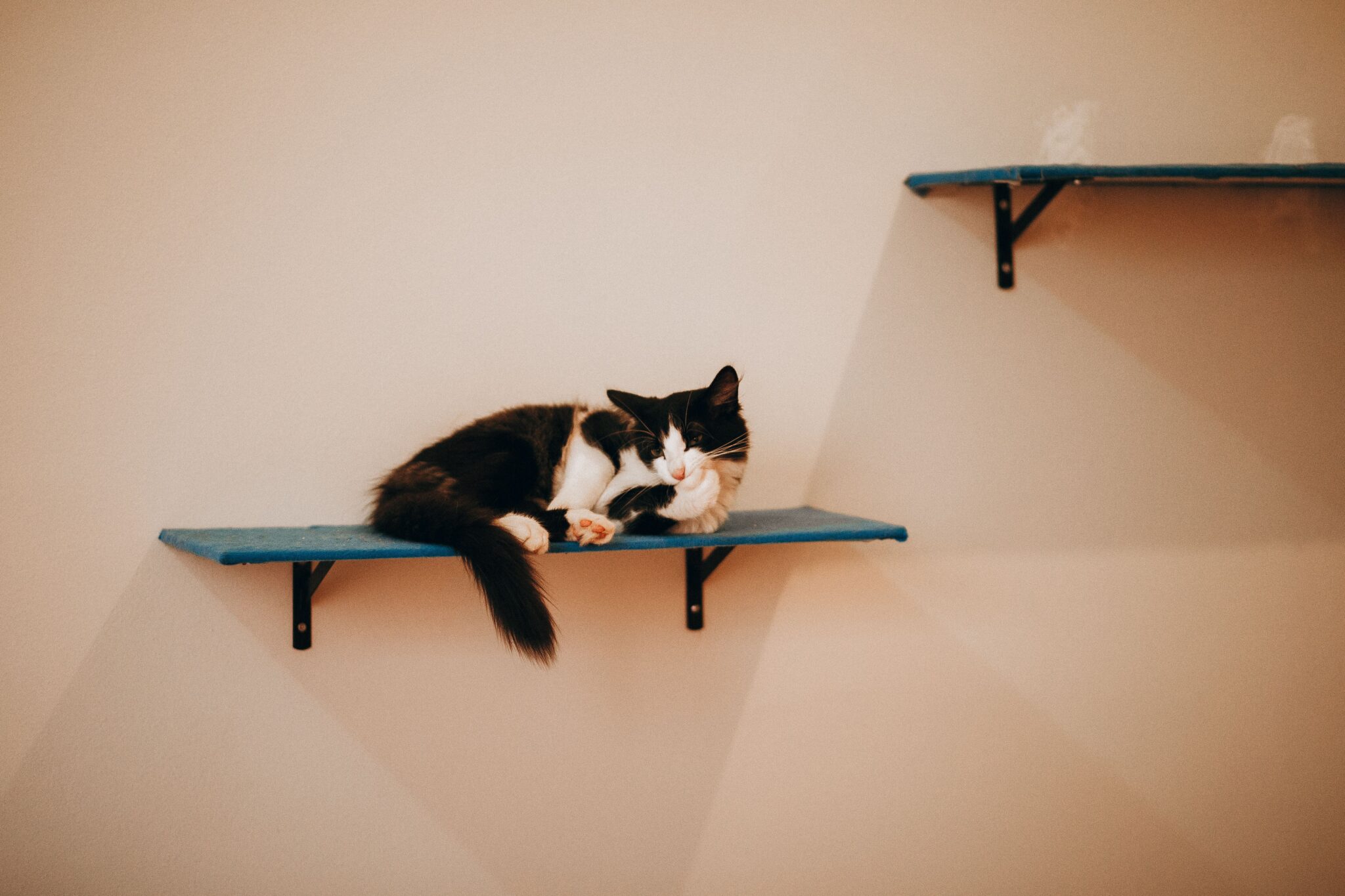 11 Reasons Your Cat Likes To Sit Above Everyone