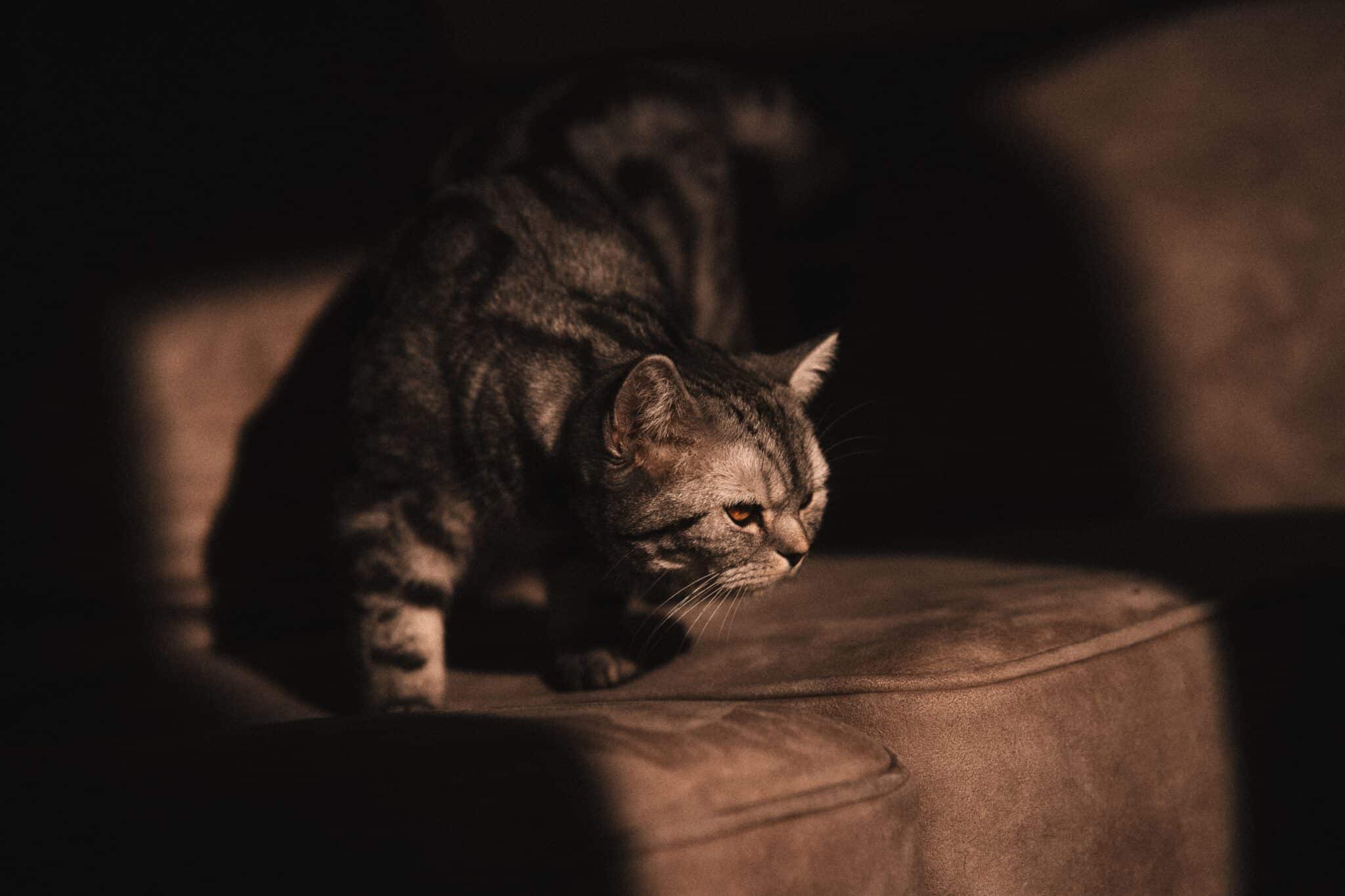 A cat reaching toward a moving shadow on a wall in a dim room