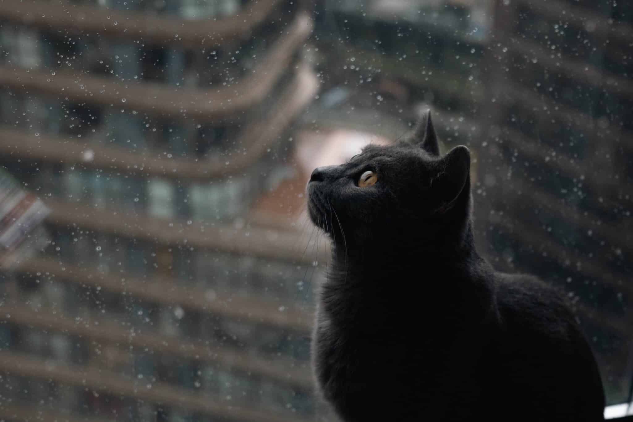 A domestic cat watching the evening sky through a window as daylight fades.