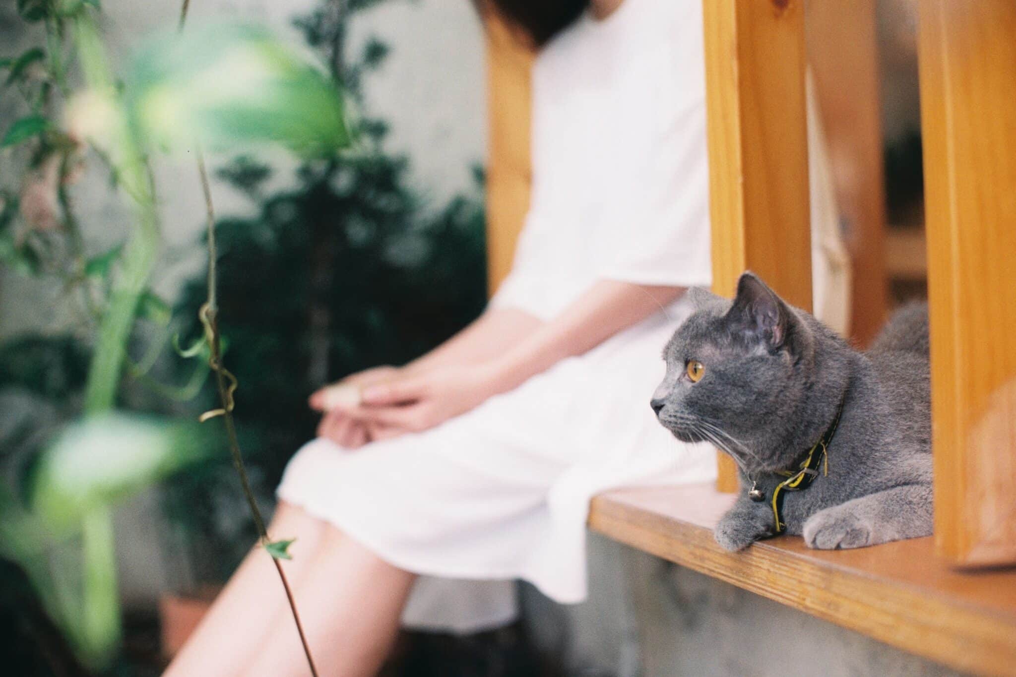 A black cat resting quietly beside their person on a sofa in a sunlit living room.