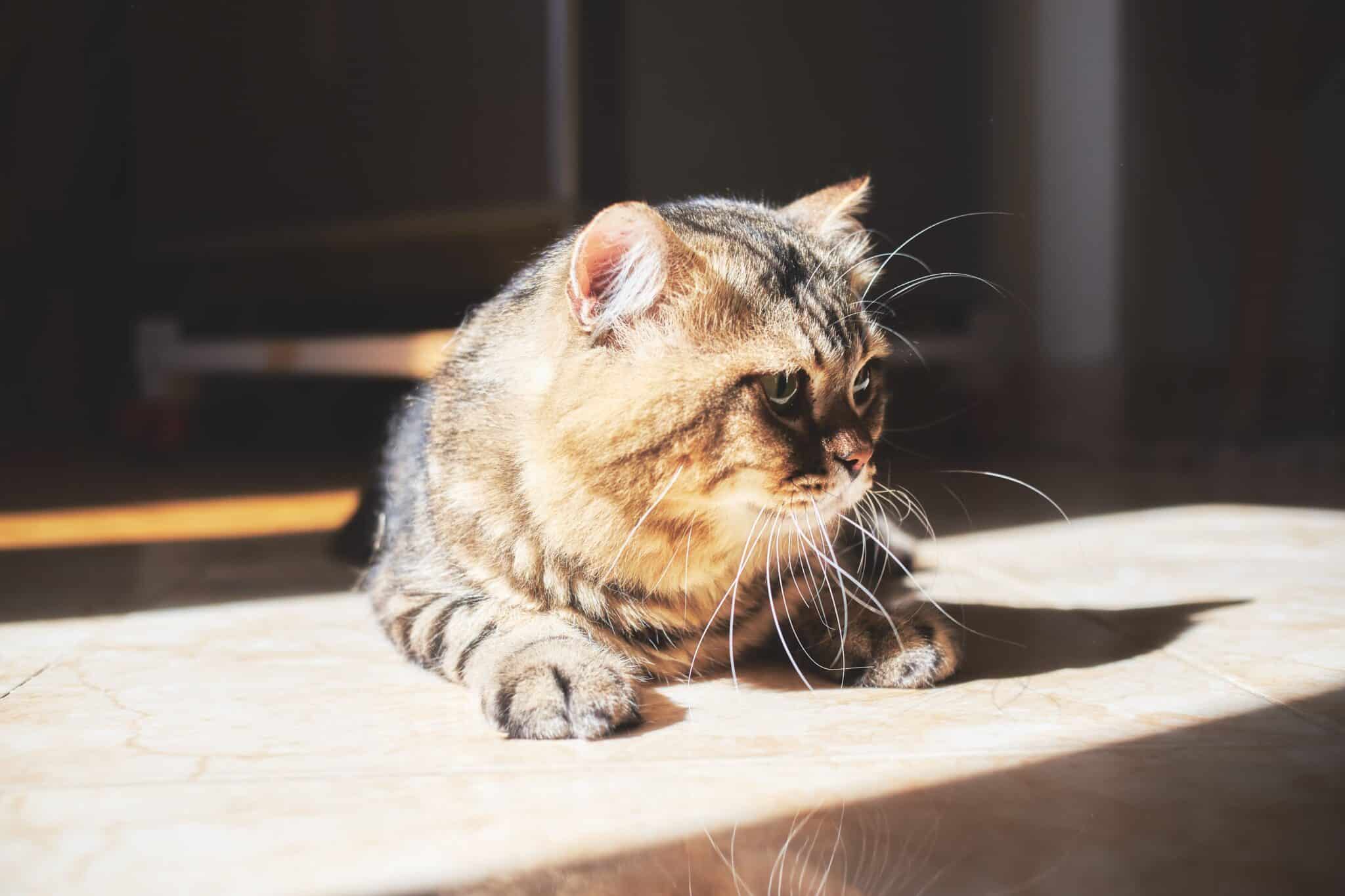 A senior gray cat resting comfortably on a sunny blanket.
