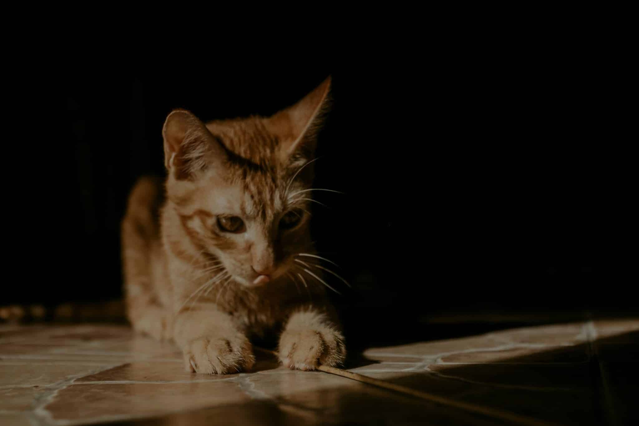 A domestic cat crouching low and watching a small toy mouse on the floor.