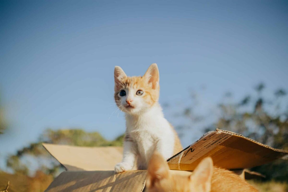A cat investigating a delivery box while their person watches nearby.