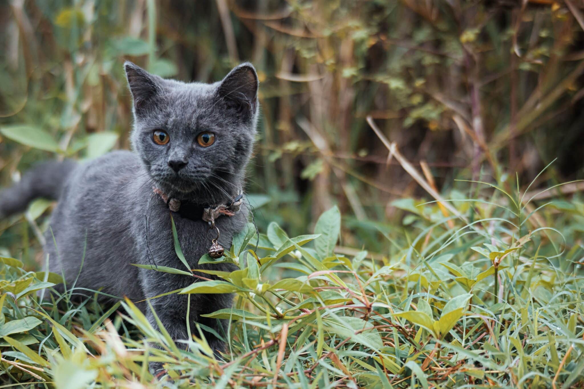 A fluffy cat with tufted ears sitting among green woodland plants, resembling a tiny forest creature.
