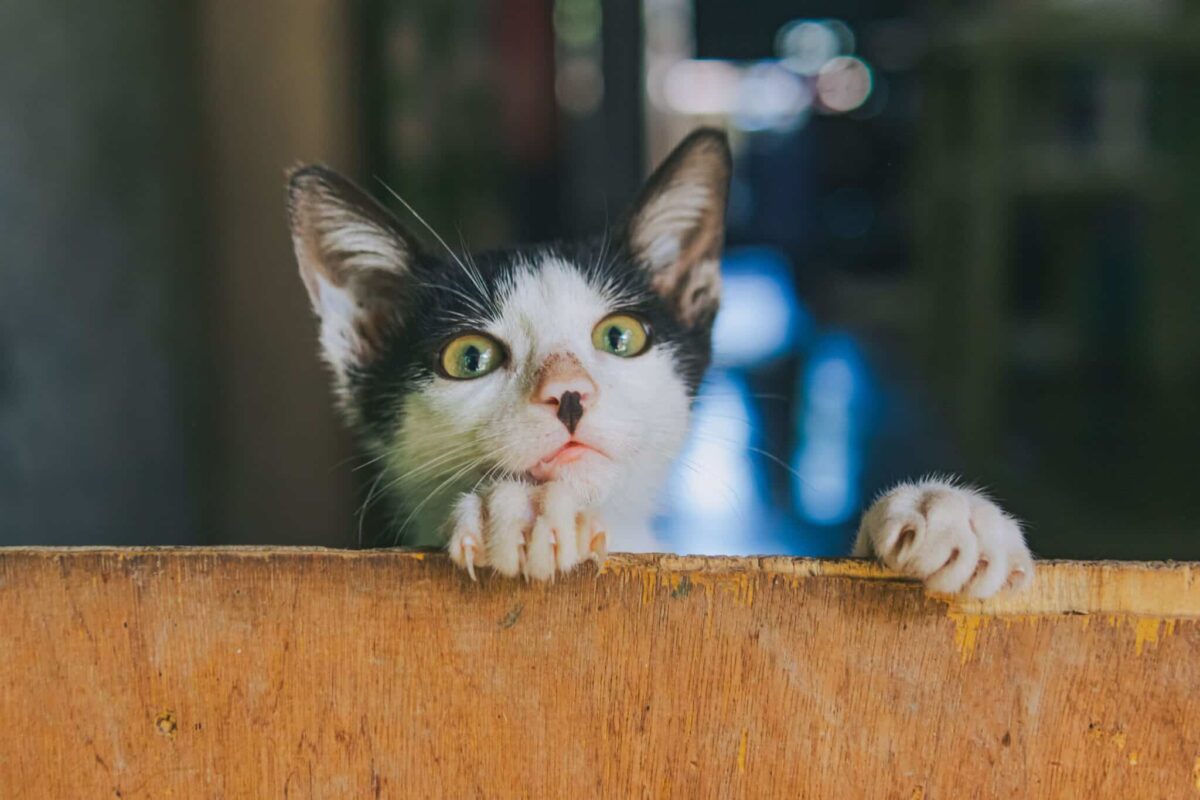 A confident cat standing beside a new household item and examining it closely.