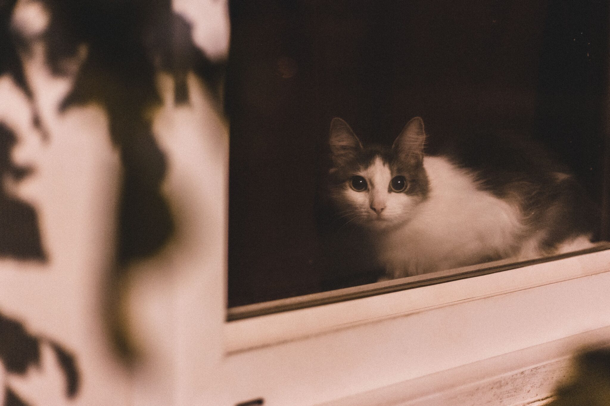 A cat staring attentively toward a quiet corner of a darkened room with its ears raised.