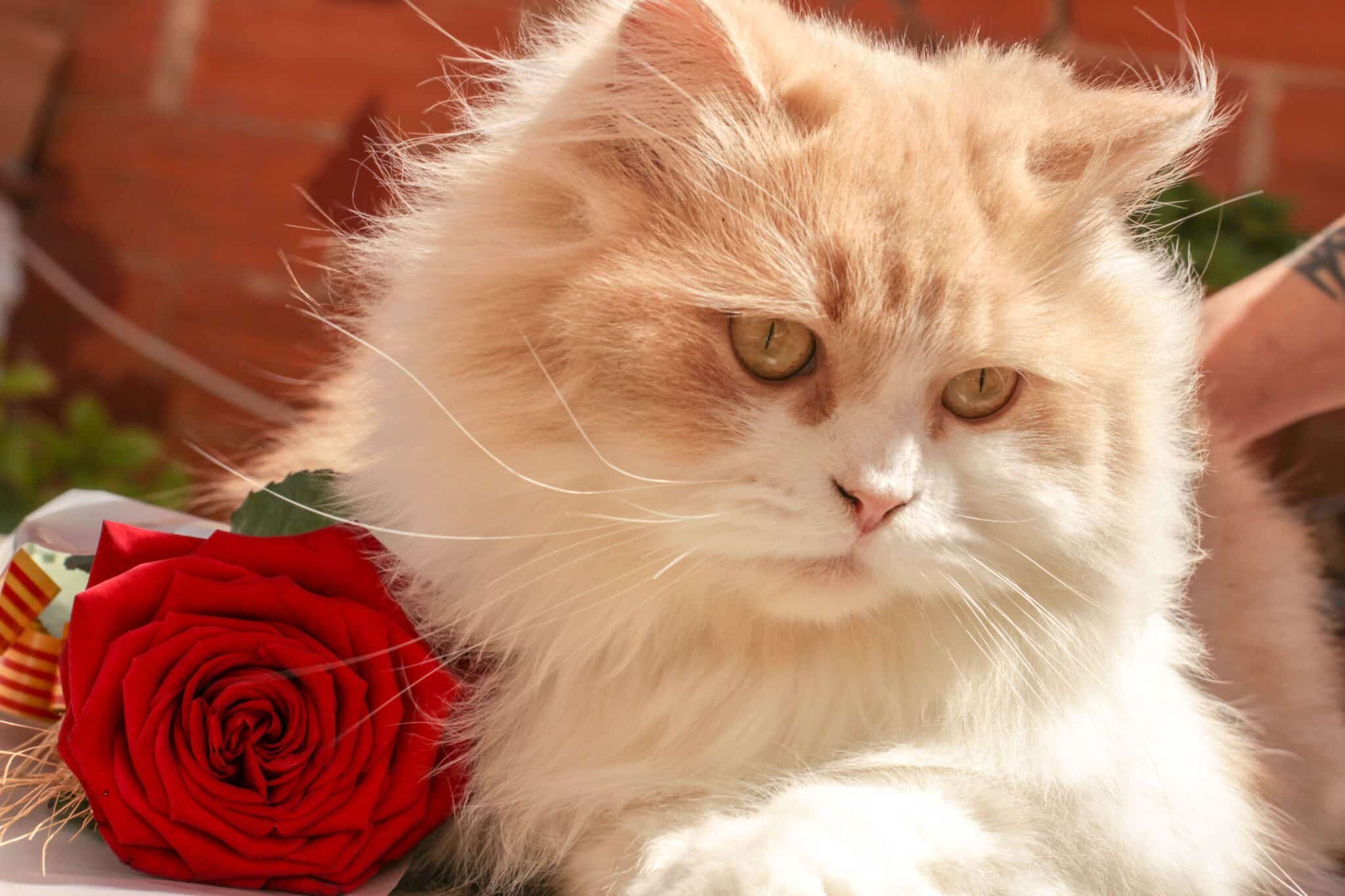 A long-haired Persian Cat resting peacefully on a cushion beside their owner.