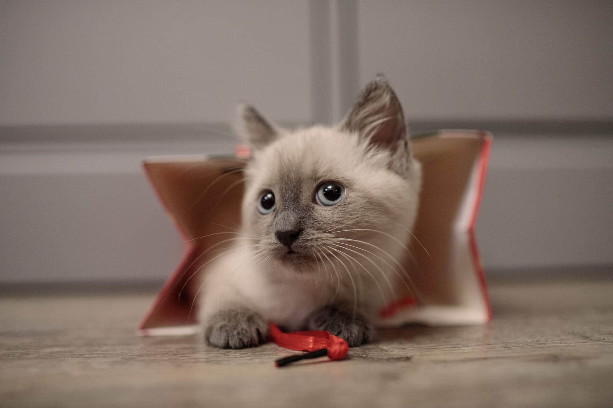 A Siamese Cat standing beside an open cupboard and looking directly at the camera with an inquisitive expression.