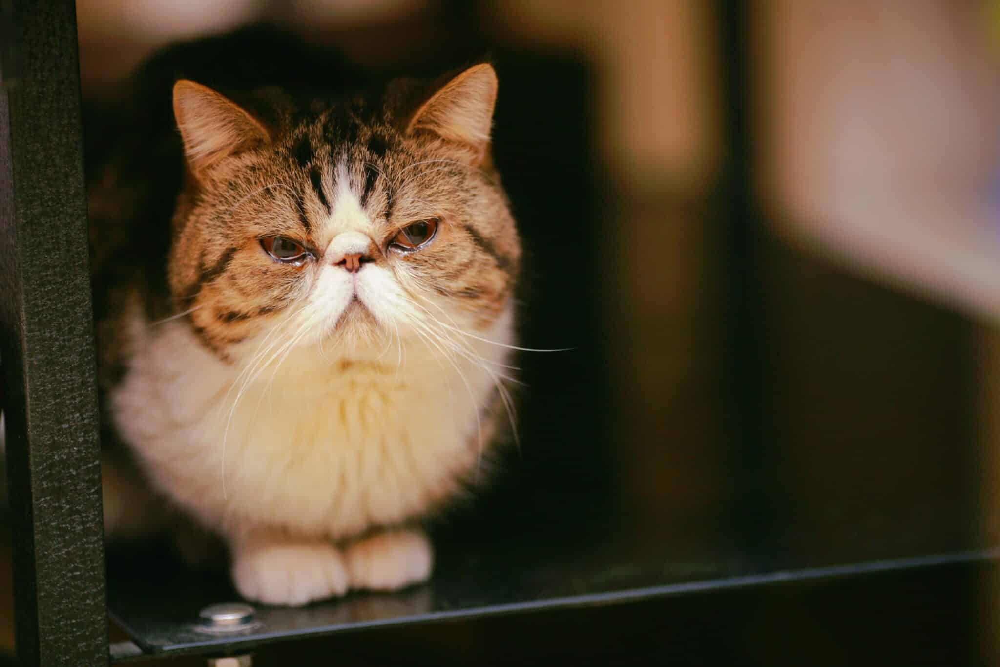 An Exotic Shorthair Cat with a round face and plush short coat curled up beside a stack of books.
