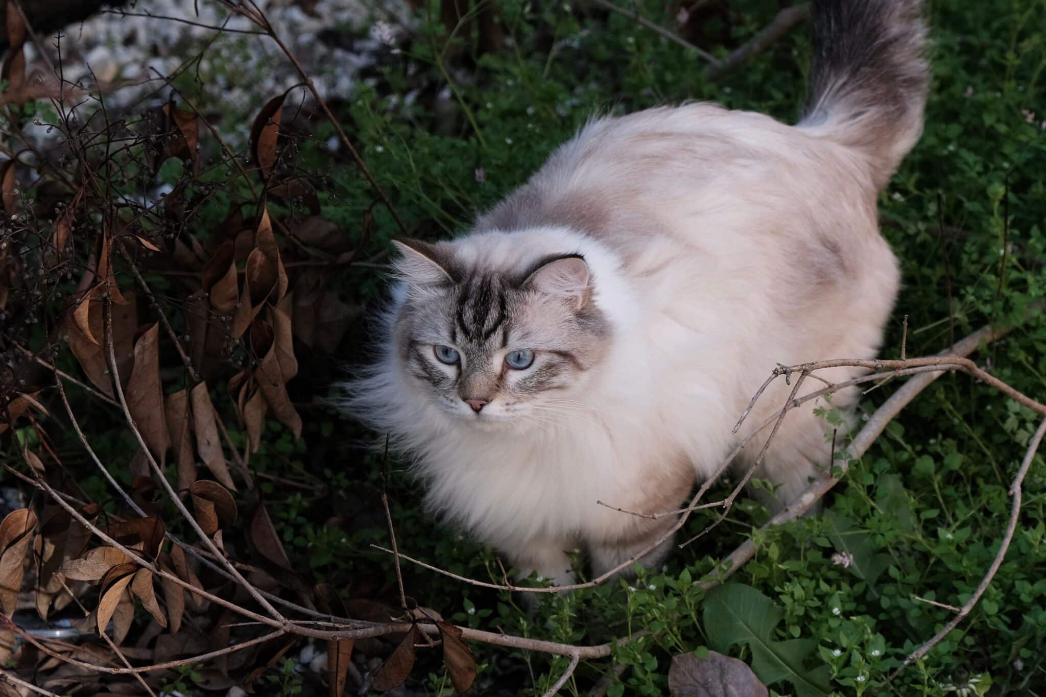 A fluffy cat with tufted ears and a bushy tail sitting among lush woodland plants, resembling a tiny forest creature.