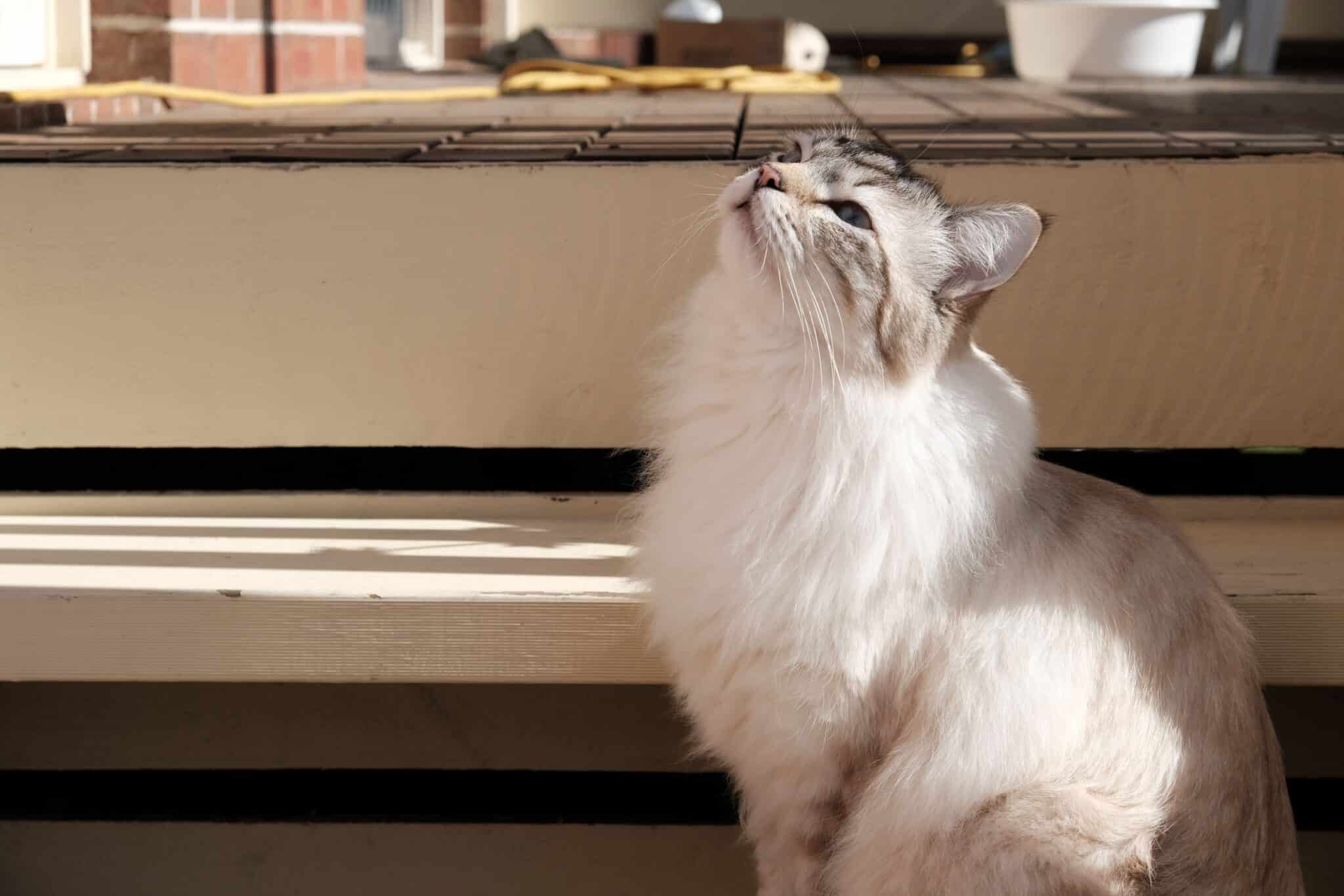 A fluffy Siberian Cat with a thick coat greeting its owner beside the front door.