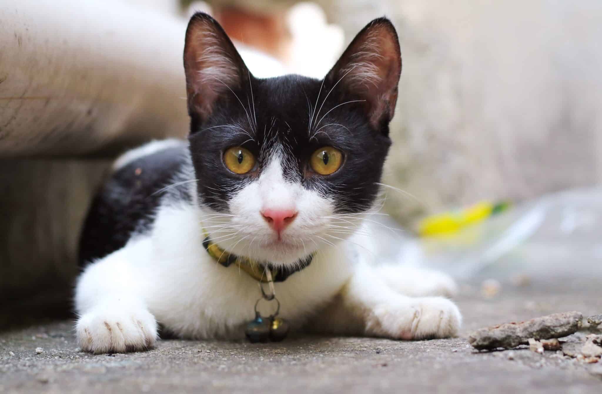 11 Spooky Cat Facts That Are Actually Pretty Adorable