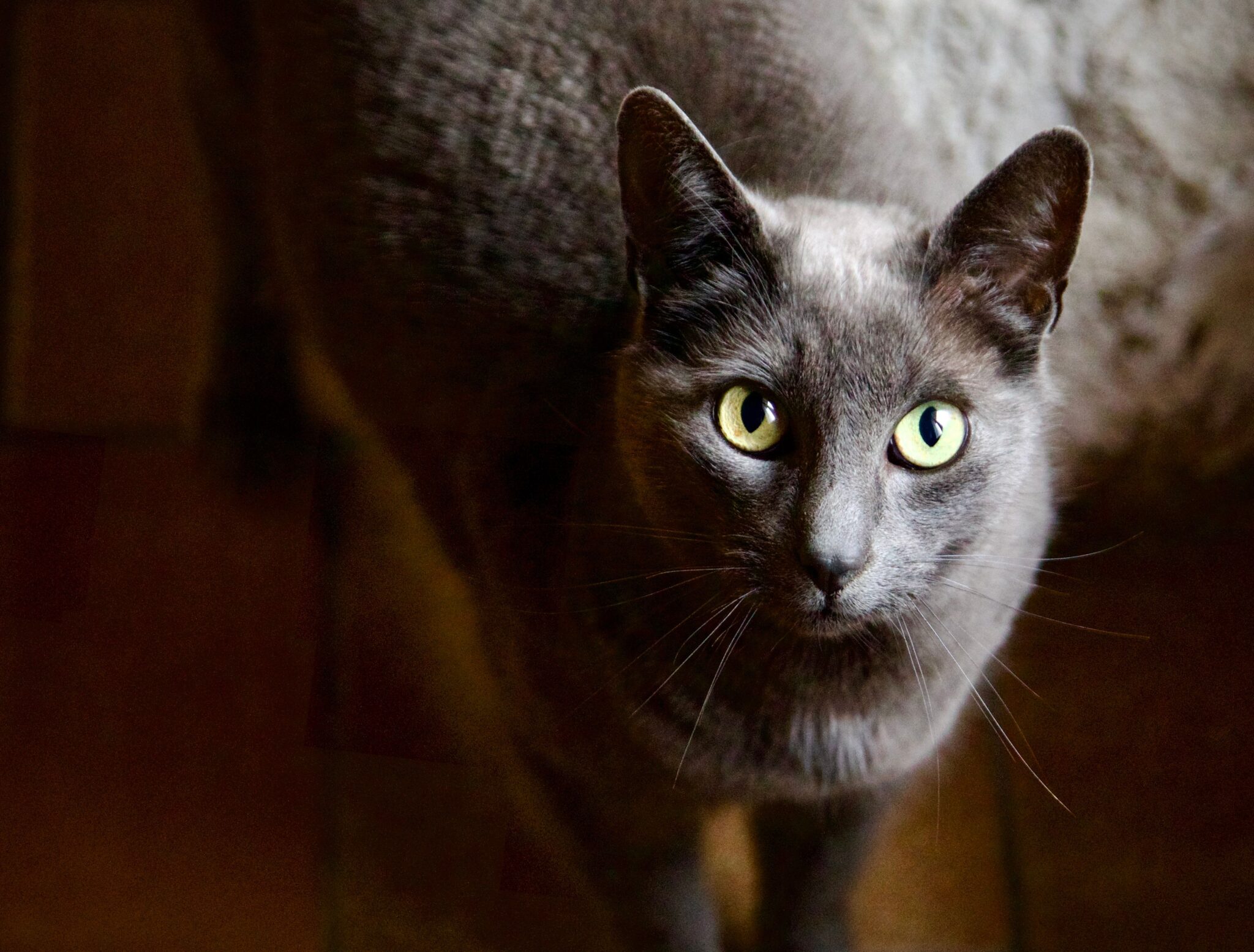 A Russian Blue Cat with a silvery blue-gray coat and vivid green eyes sitting in a dimly lit cottage.