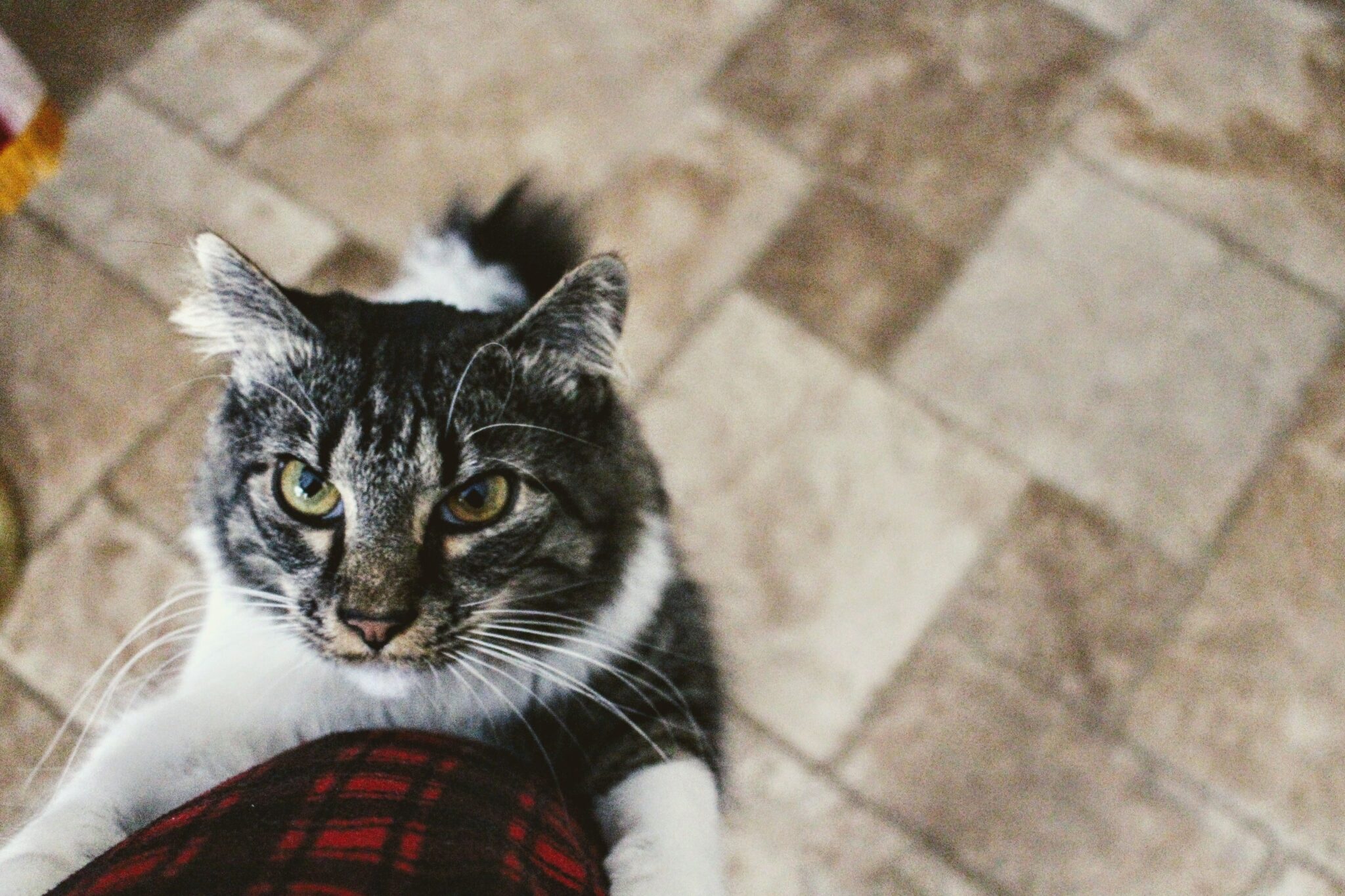 13 Things Cats Do When They Really Miss You