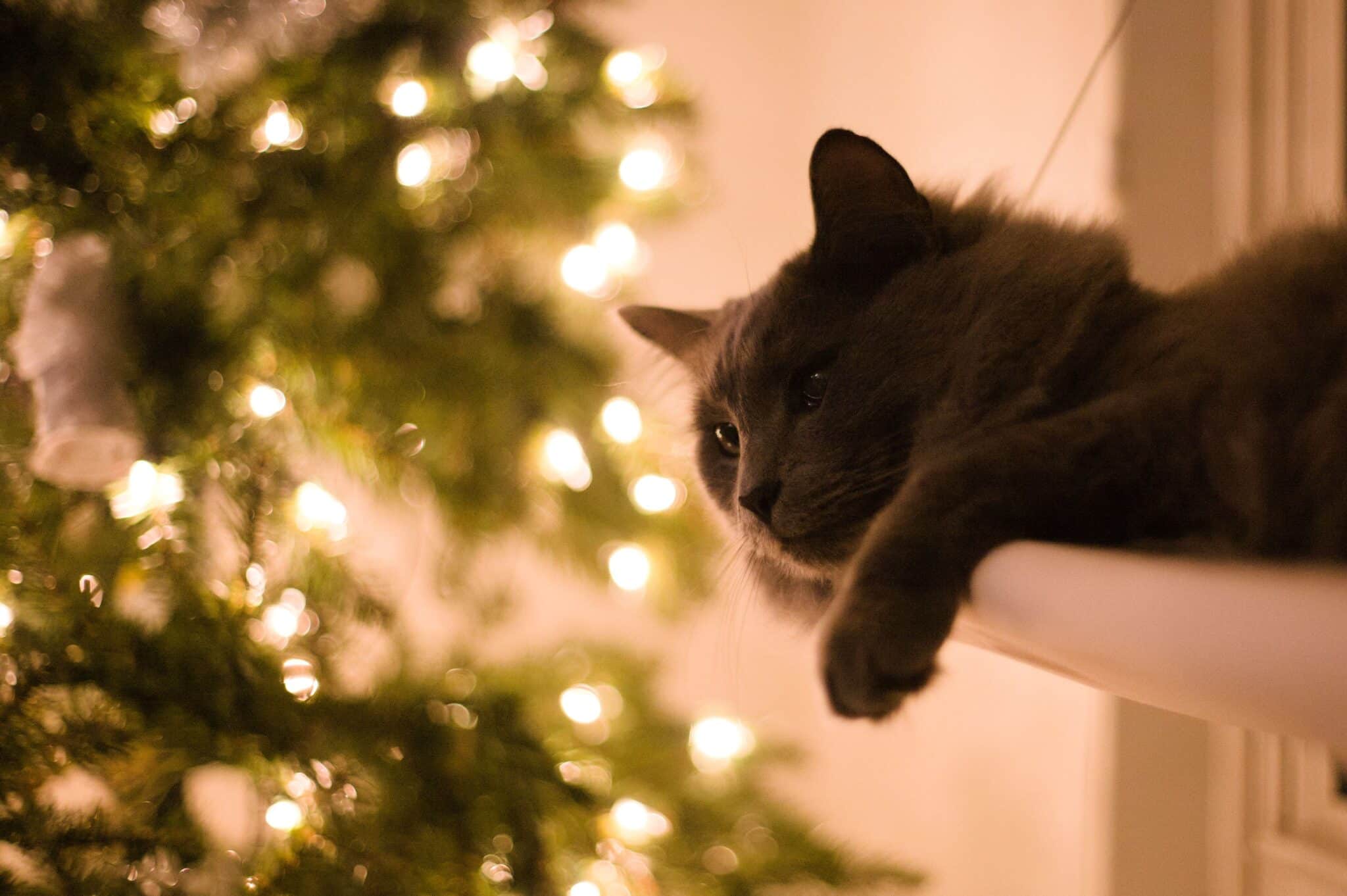 A cat perched on a tall cat tree, observing a quiet living room at night.