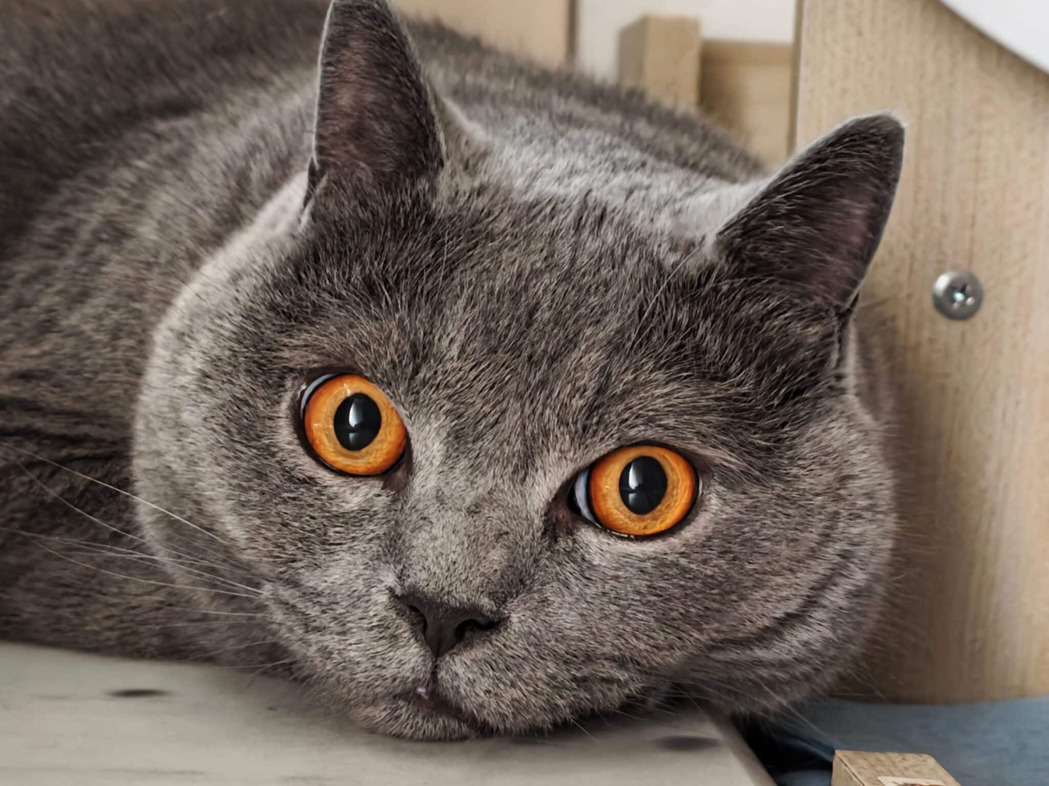 A blue-gray British Shorthair with round copper eyes sitting beside neatly arranged books on a wooden shelf.