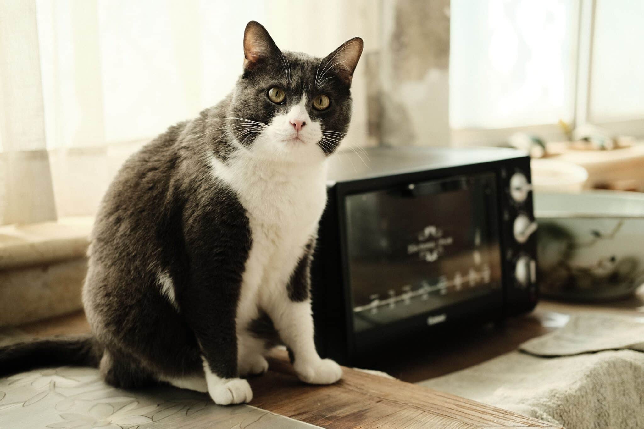 A hungry cat following its owner toward the kitchen where food bowls are kept.