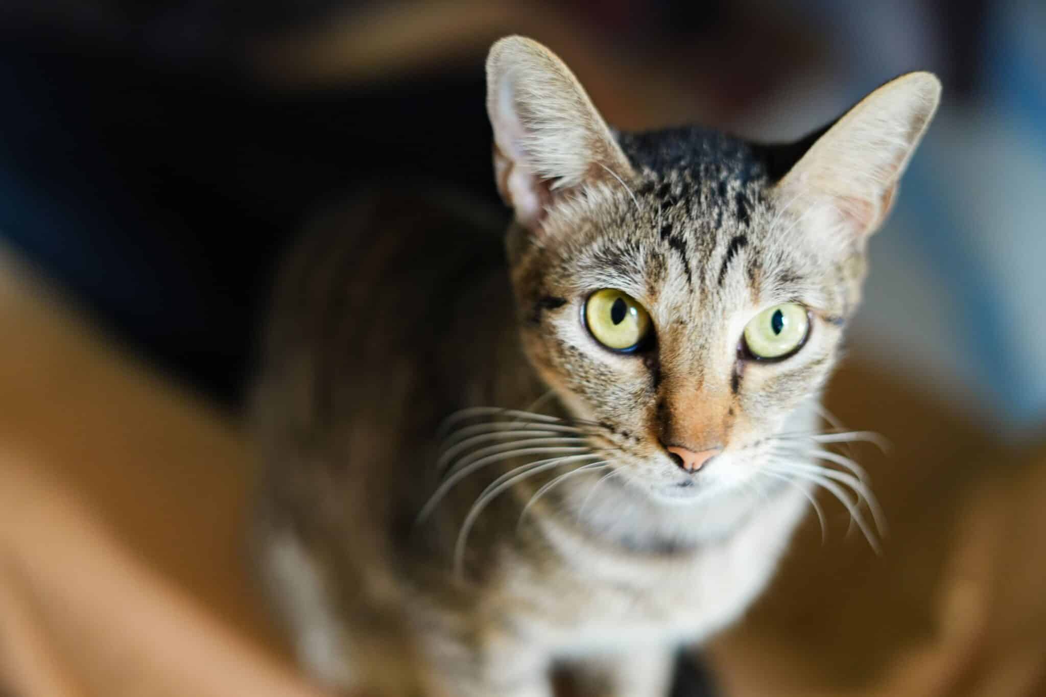11 Spooky Cat Facts That Are Actually Pretty Adorable