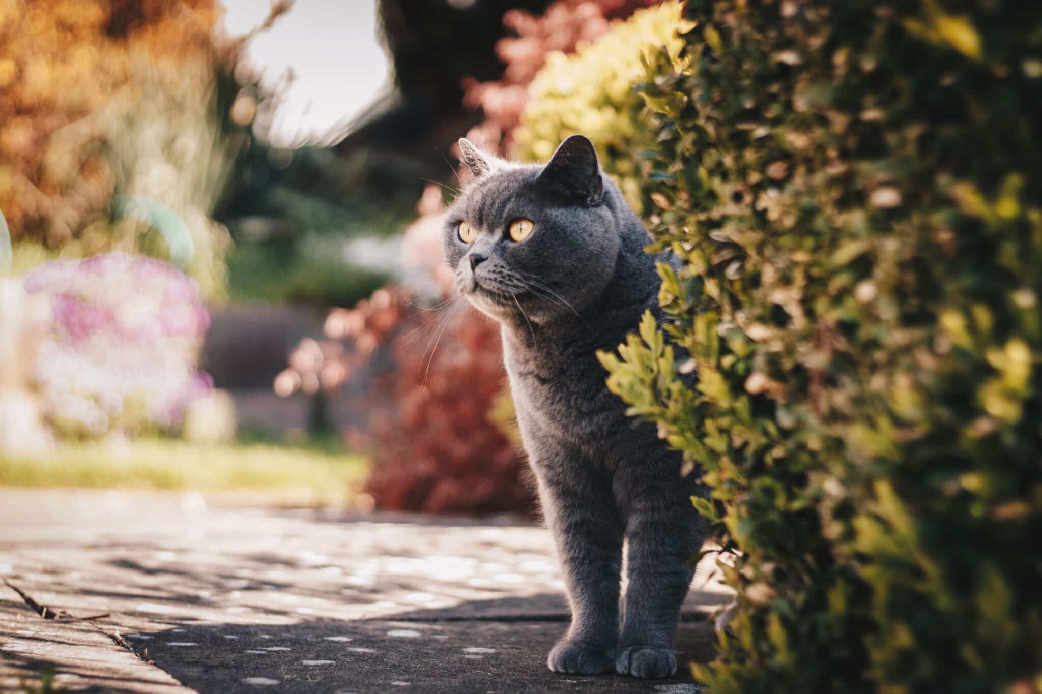 British Shorthair cat showing a plush coat and a calm, cozy expression.