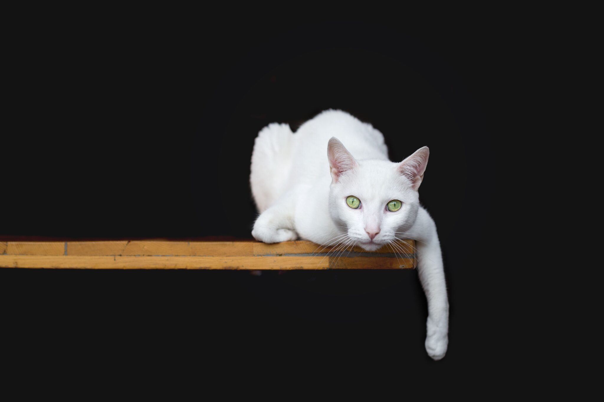 11 Reasons Your Cat Likes To Sit Above Everyone