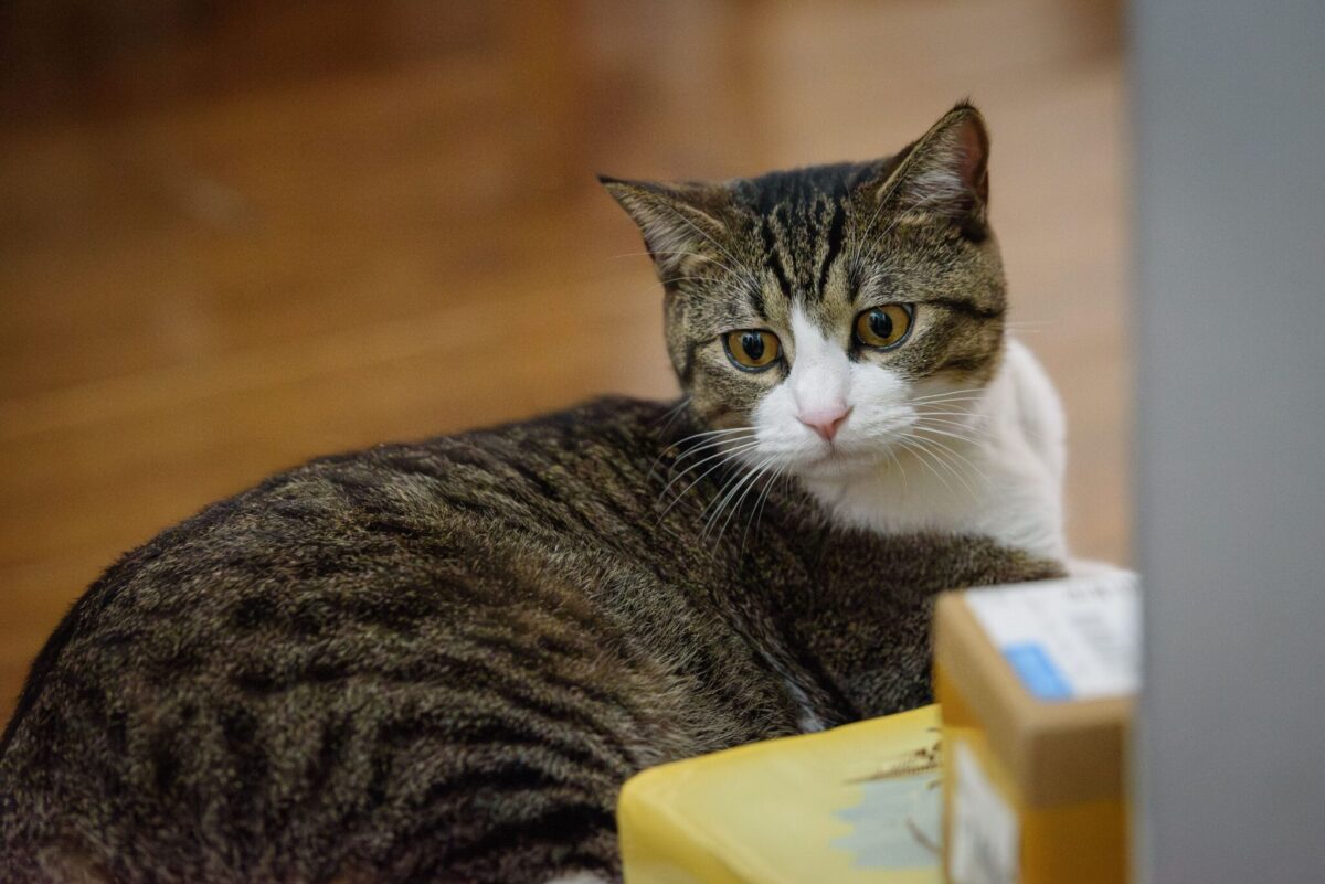 A tabby cat sniffing a newly delivered box in the living room.