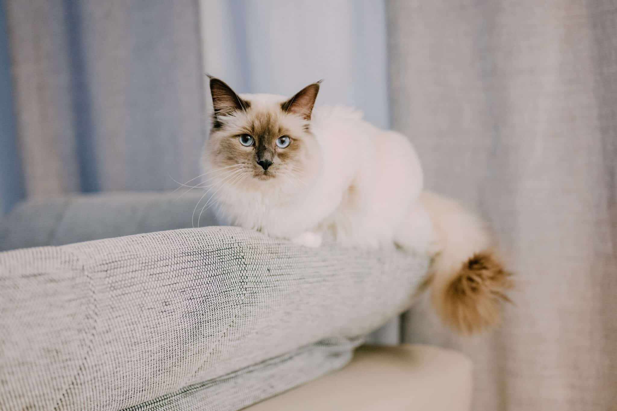 A blue-eyed Ragdoll Cat with a soft colorpoint coat lounging on a cushioned chair beside an open book.