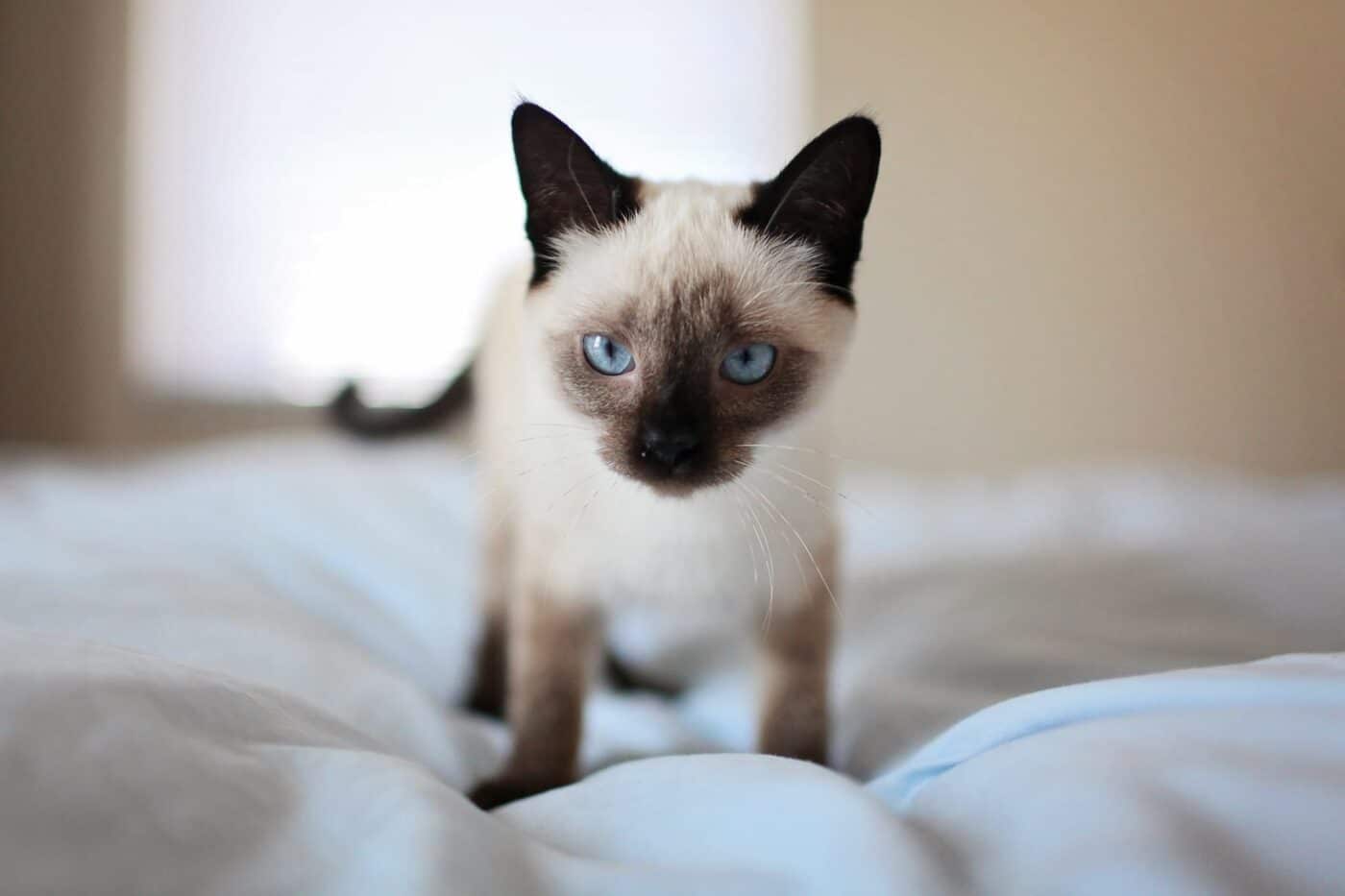 A Siamese Cat standing attentively near their person with bright, alert eyes.