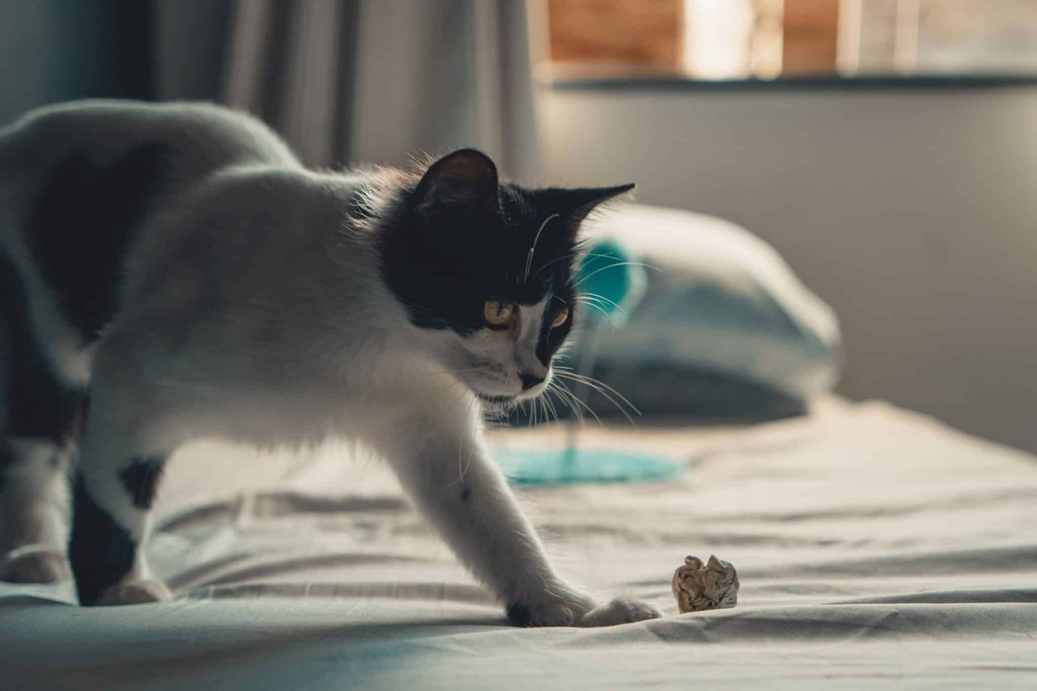 A playful kitten batting a crumpled paper ball across a living room floor.