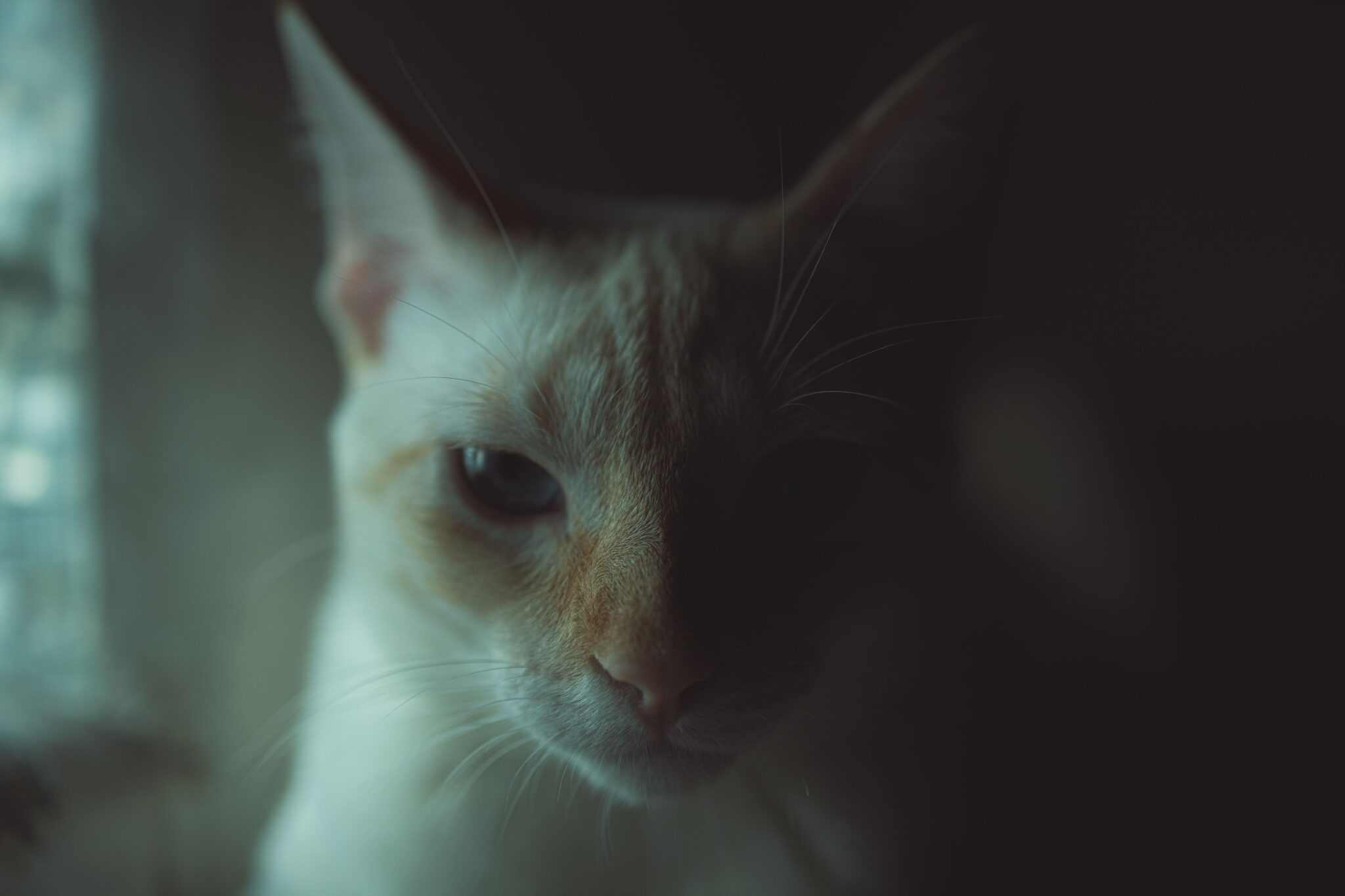 A close-up of a cat’s wide, reflective eyes in a softly lit room.
