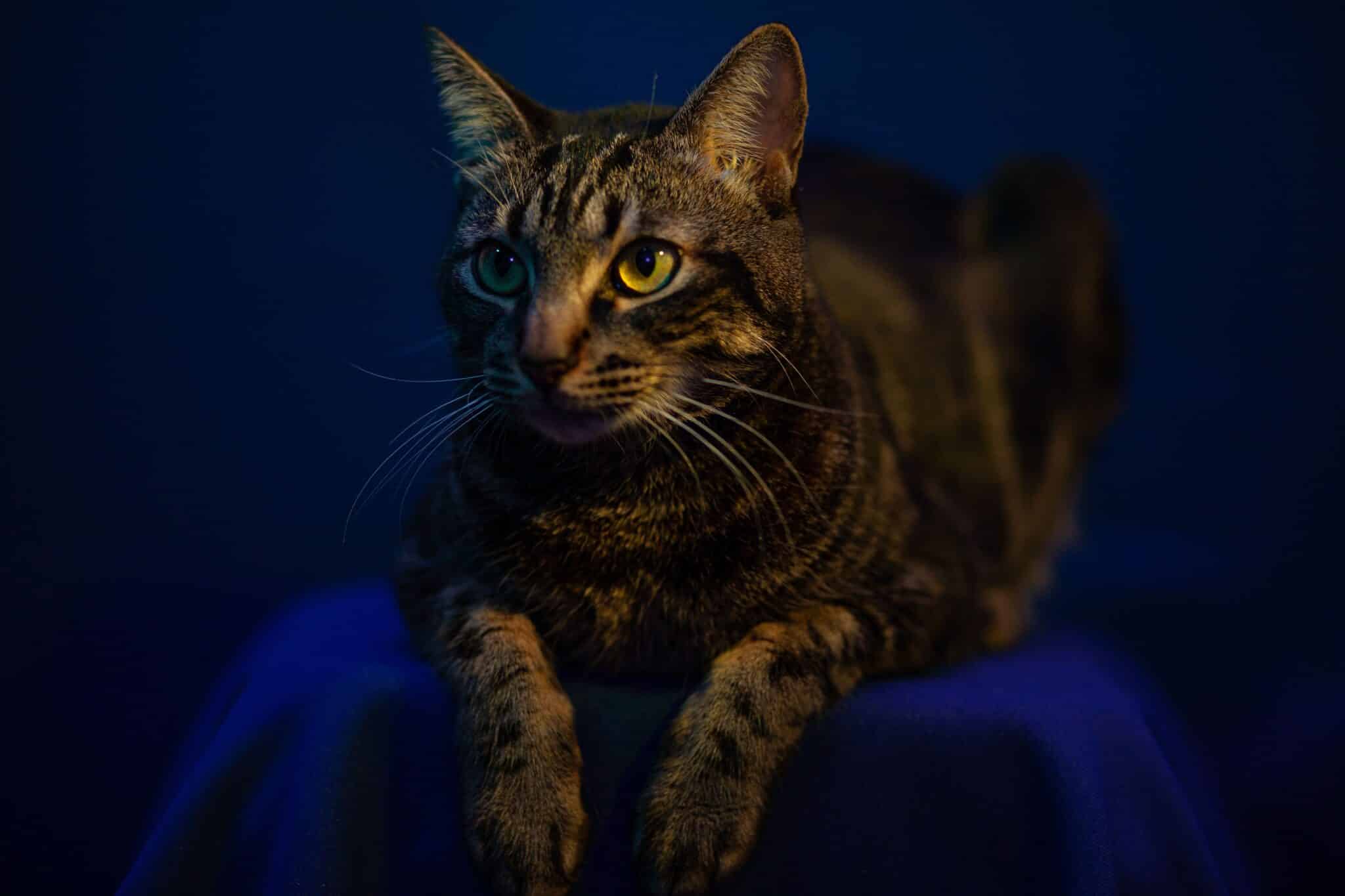 A curious domestic cat sitting in a dimly lit room at night, its eyes reflecting the soft glow of a nearby light.