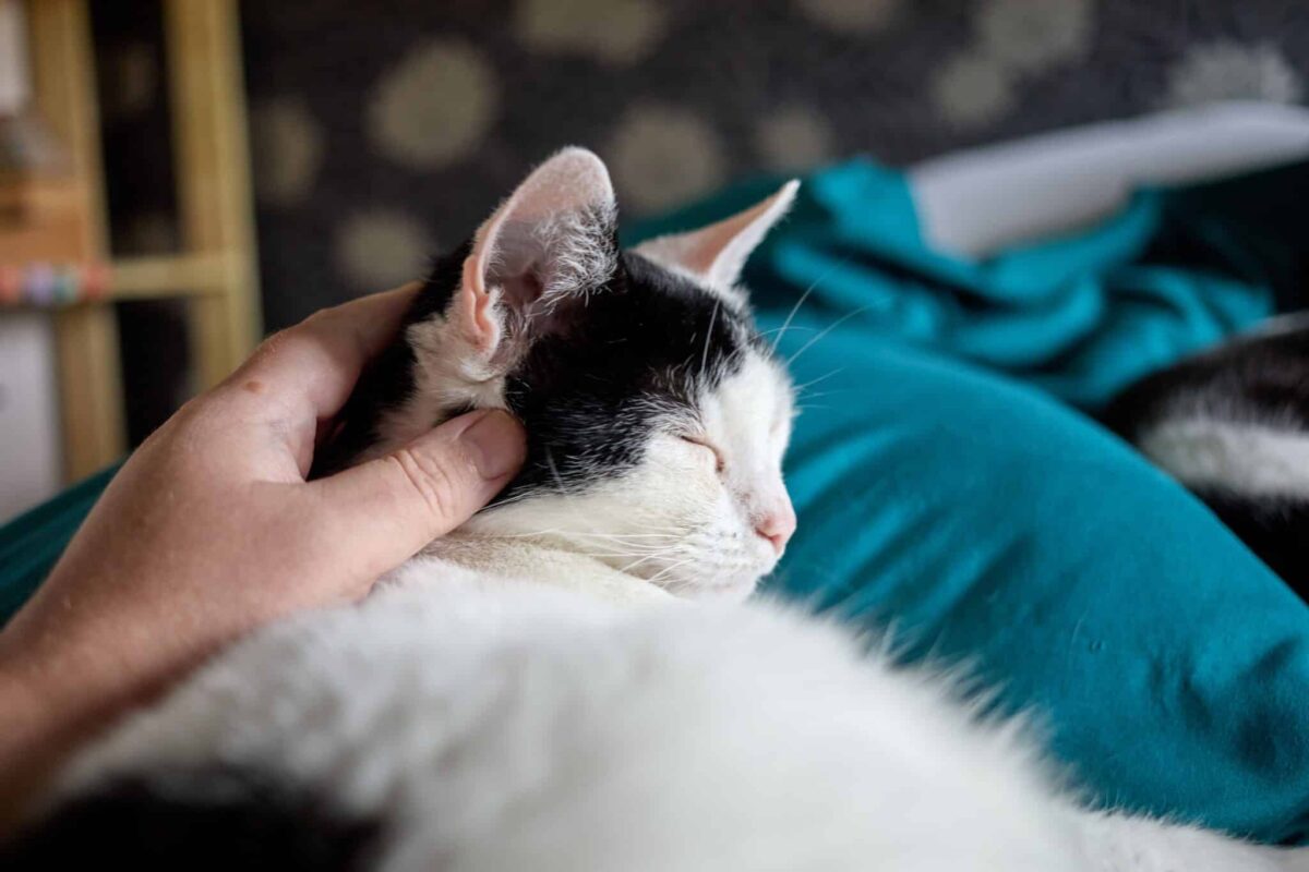 A cat resting comfortably beside their person.