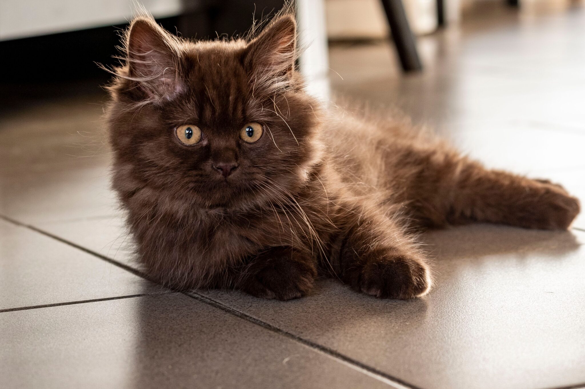 A British Longhair Cat with a dense fluffy coat sitting calmly in a cozy indoor setting.