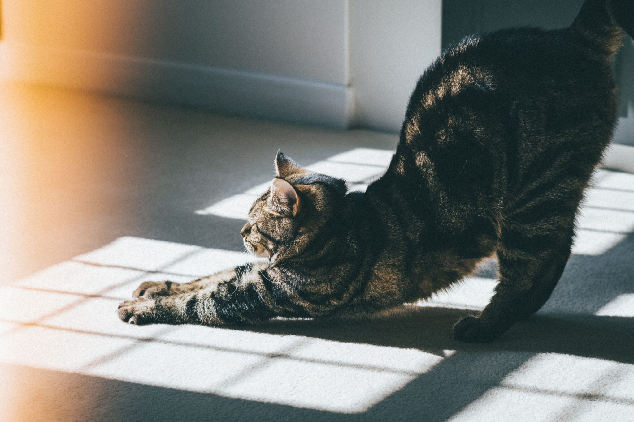 A sleepy gray cat dozing peacefully in a warm patch of afternoon sunlight.