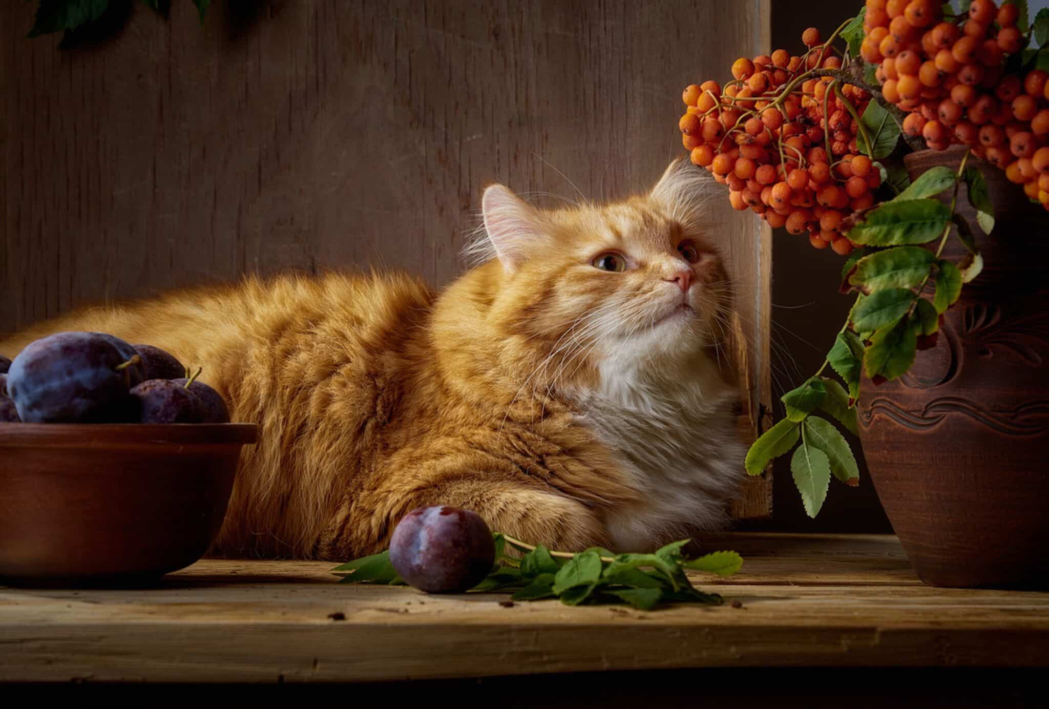 A curious tabby cat sniffing a closed bowl of wrapped Halloween candy on a table.