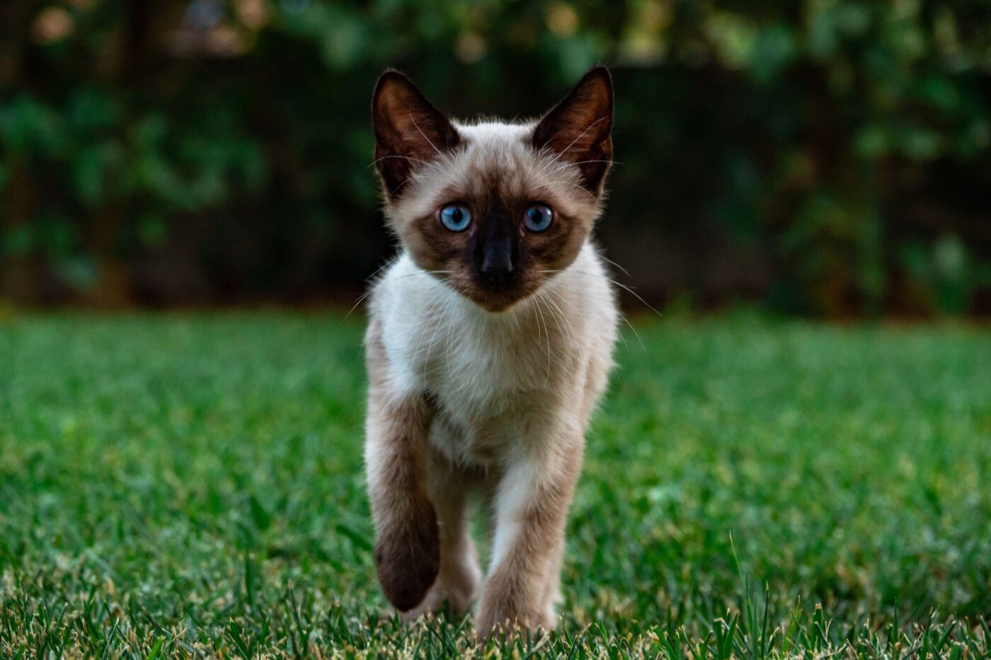 A clever-looking cat with bright eyes focused on something just out of frame.