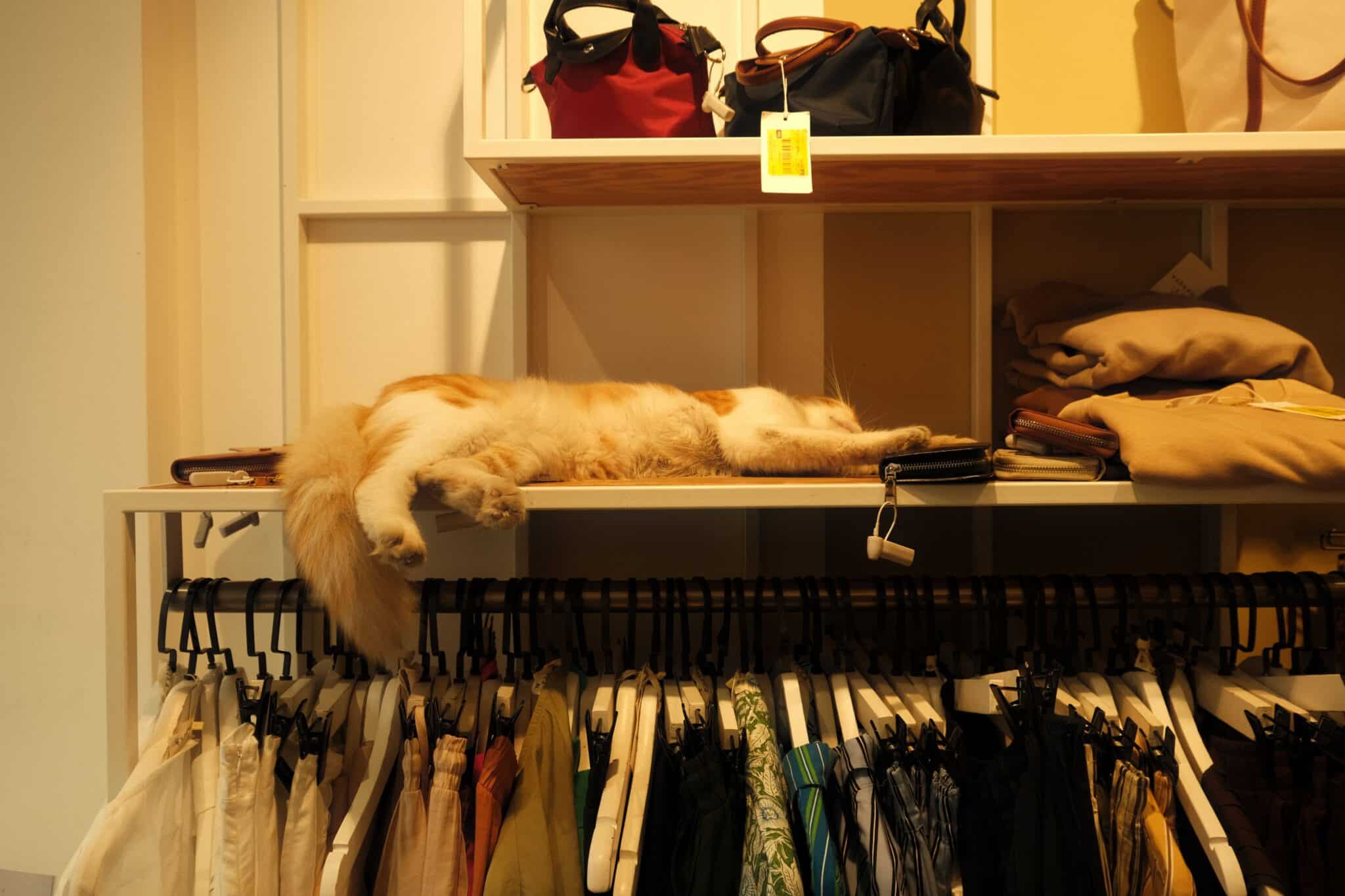 A long-haired gray cat sleeping peacefully on a high cushioned shelf away from the activity below.