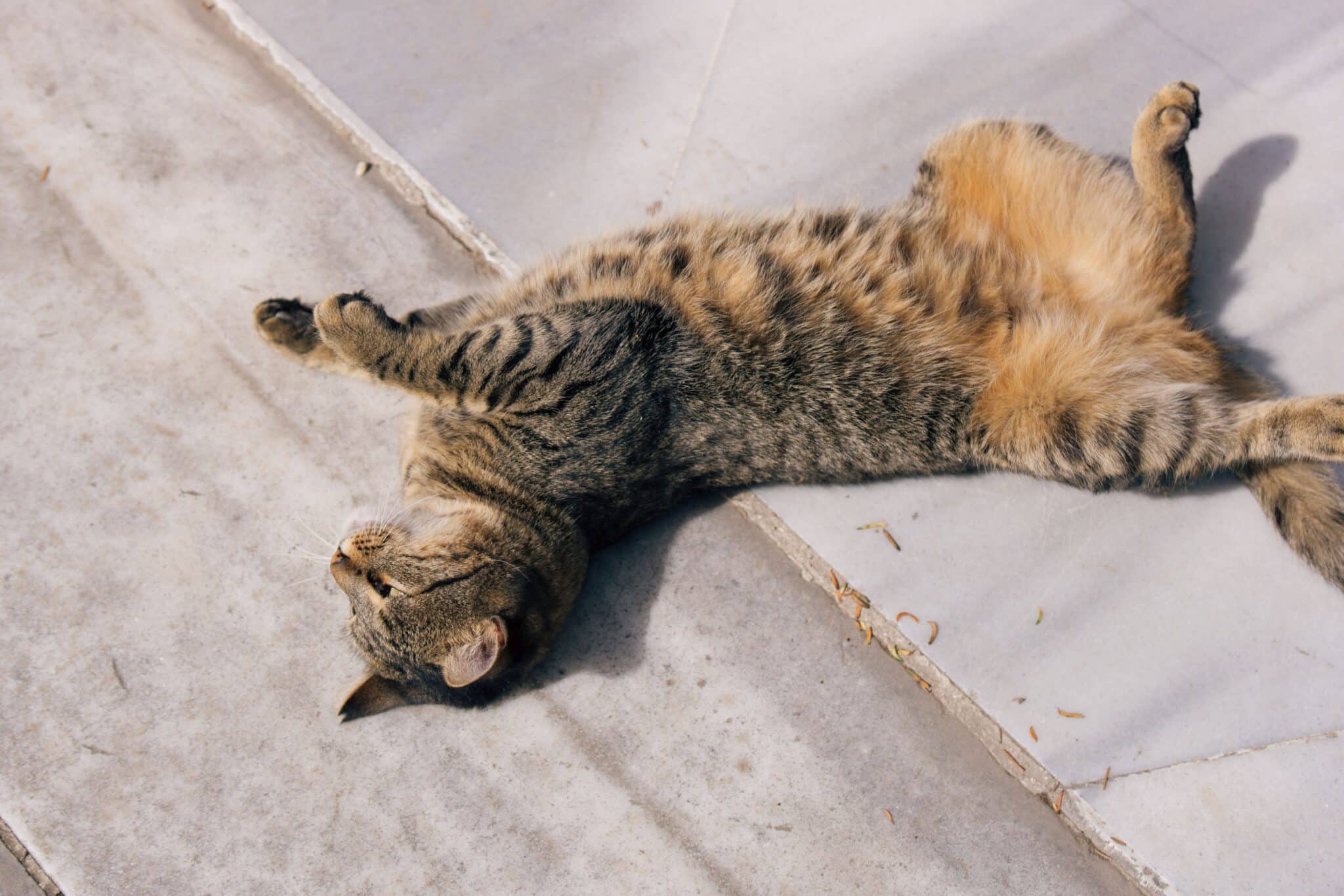 A relaxed calico cat lying on their side with their belly exposed while resting near their person.